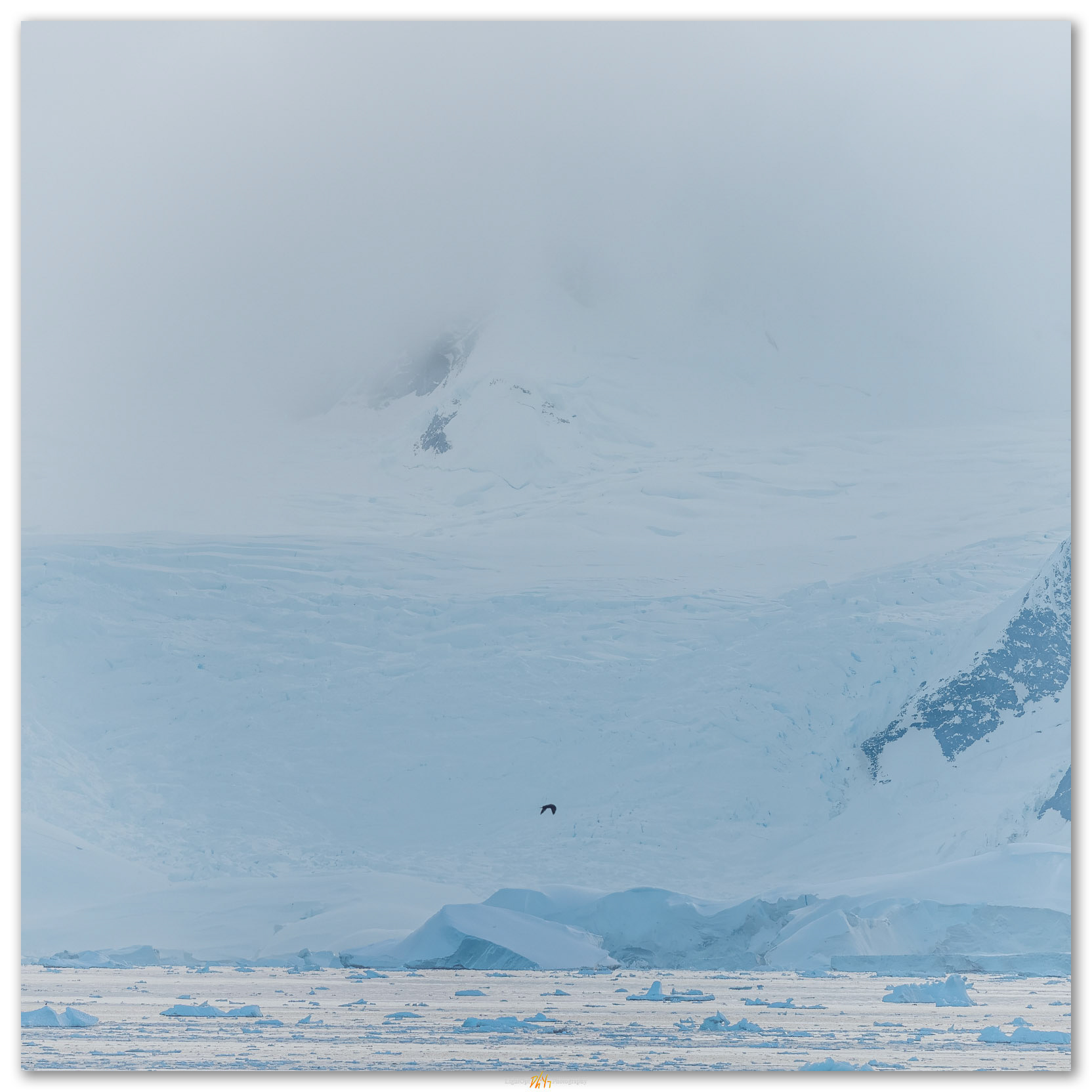 Movement. Skua on patrol, Antarctic Pensinsula
