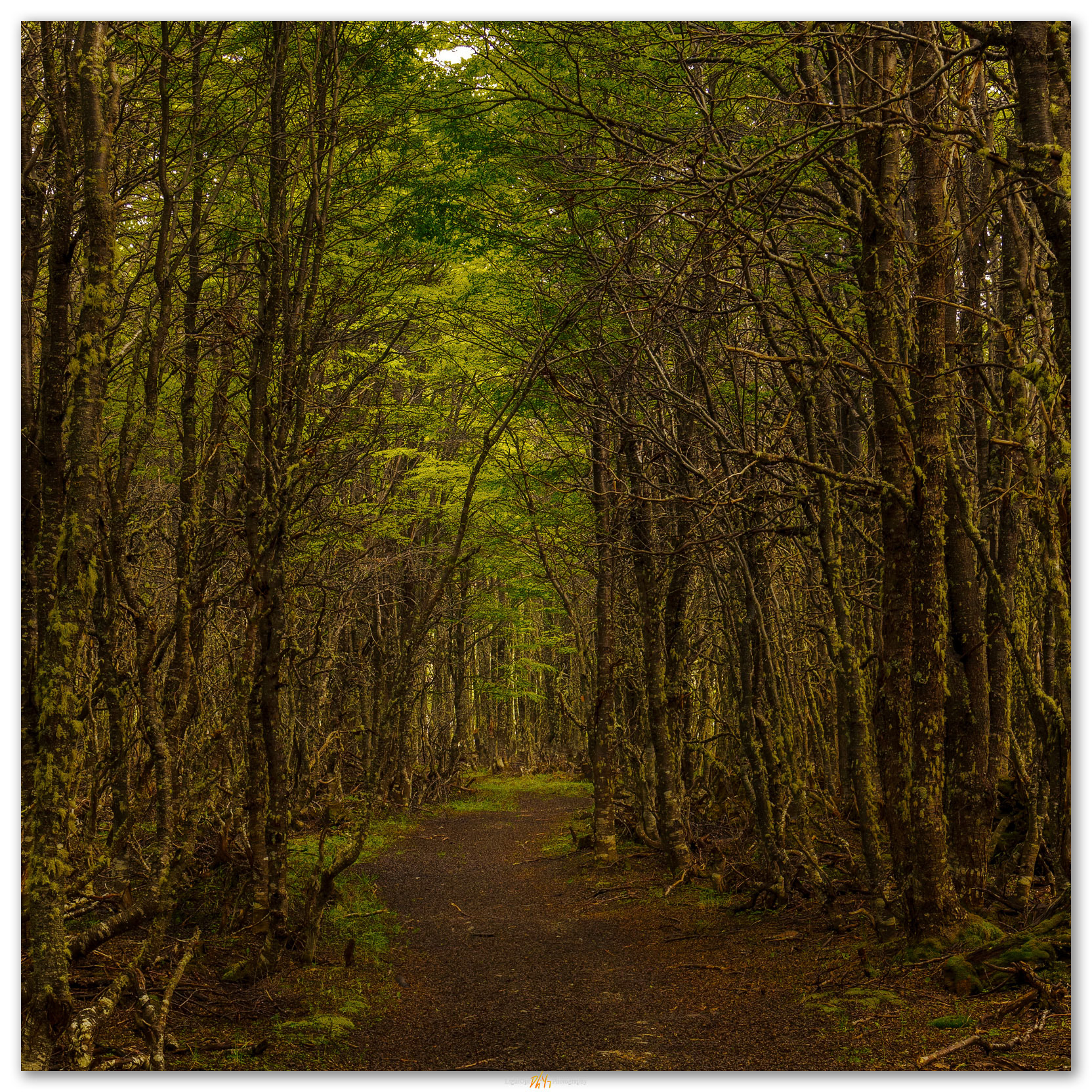 Wet green. A saturated woodland along Senda Esmeralda, Argentina.