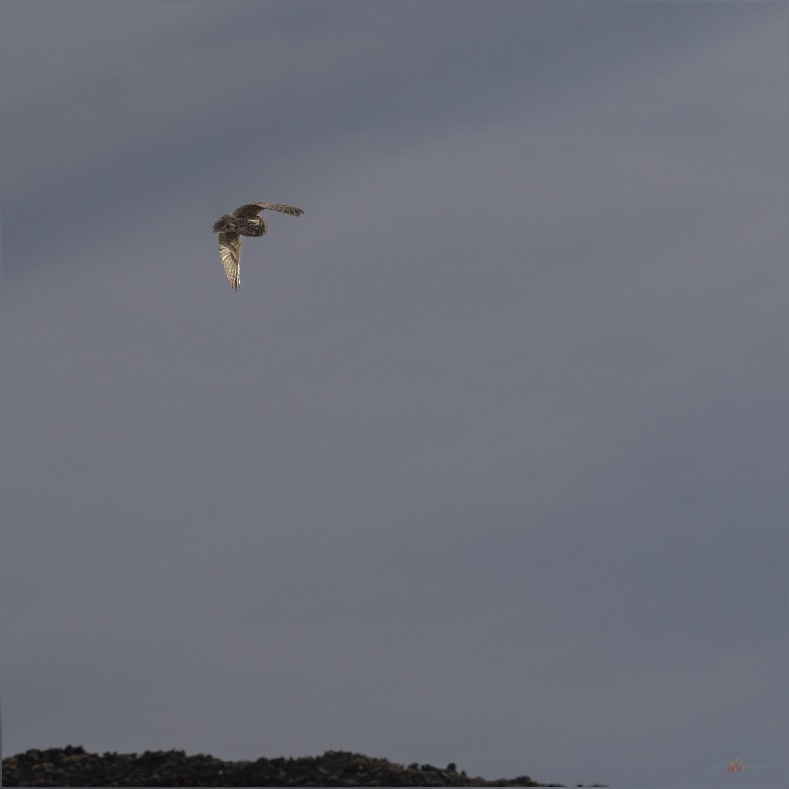 Away. A Short-eared Owl retreats at my approach, Monte Cristo Range, Great Basin Desert, NV, USA