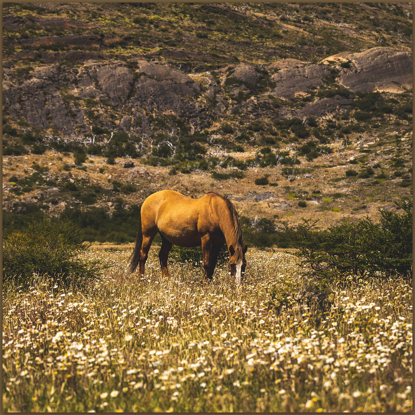 Flower lunch. Along the trail to Campamento Seron, Torres del Paine National Park, Chile