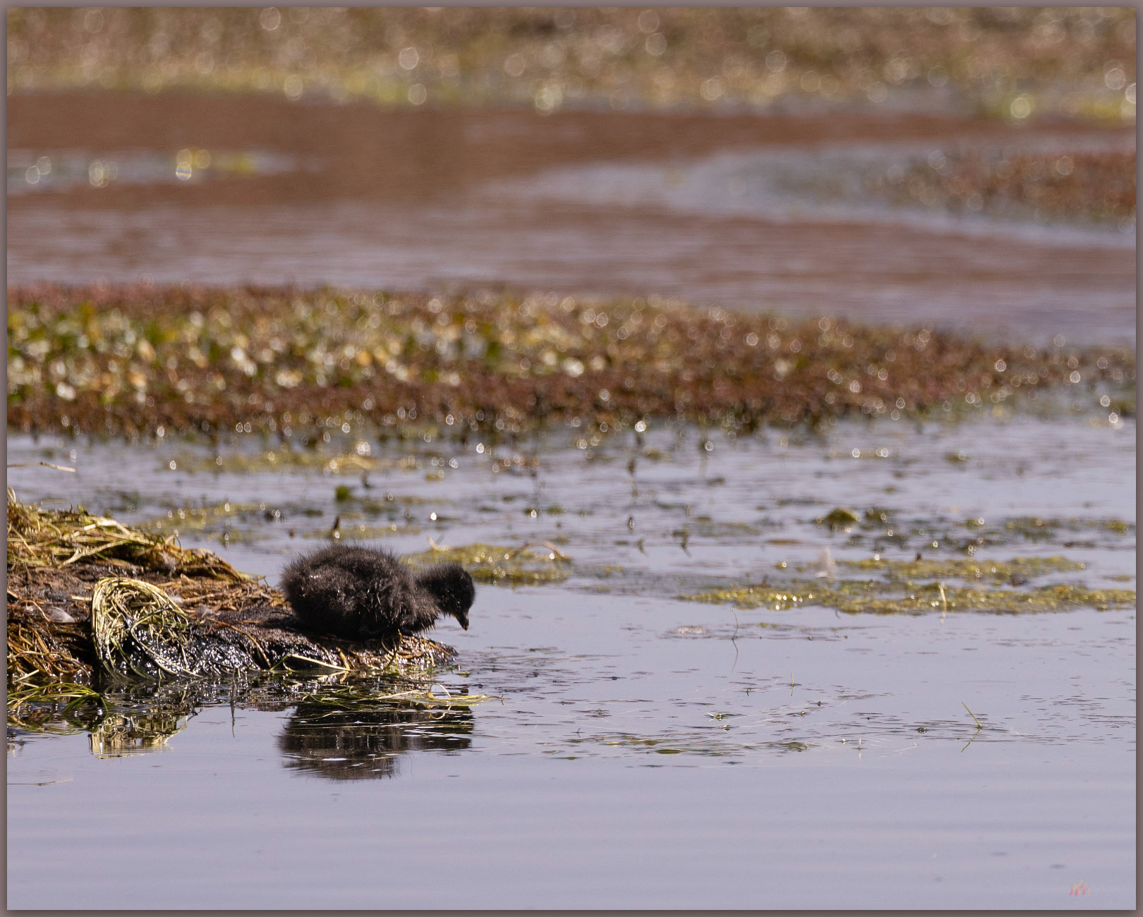 Not yet. A chick considers the options, Giant Coot (Fulica gigantea), Atacama Desert, Chile