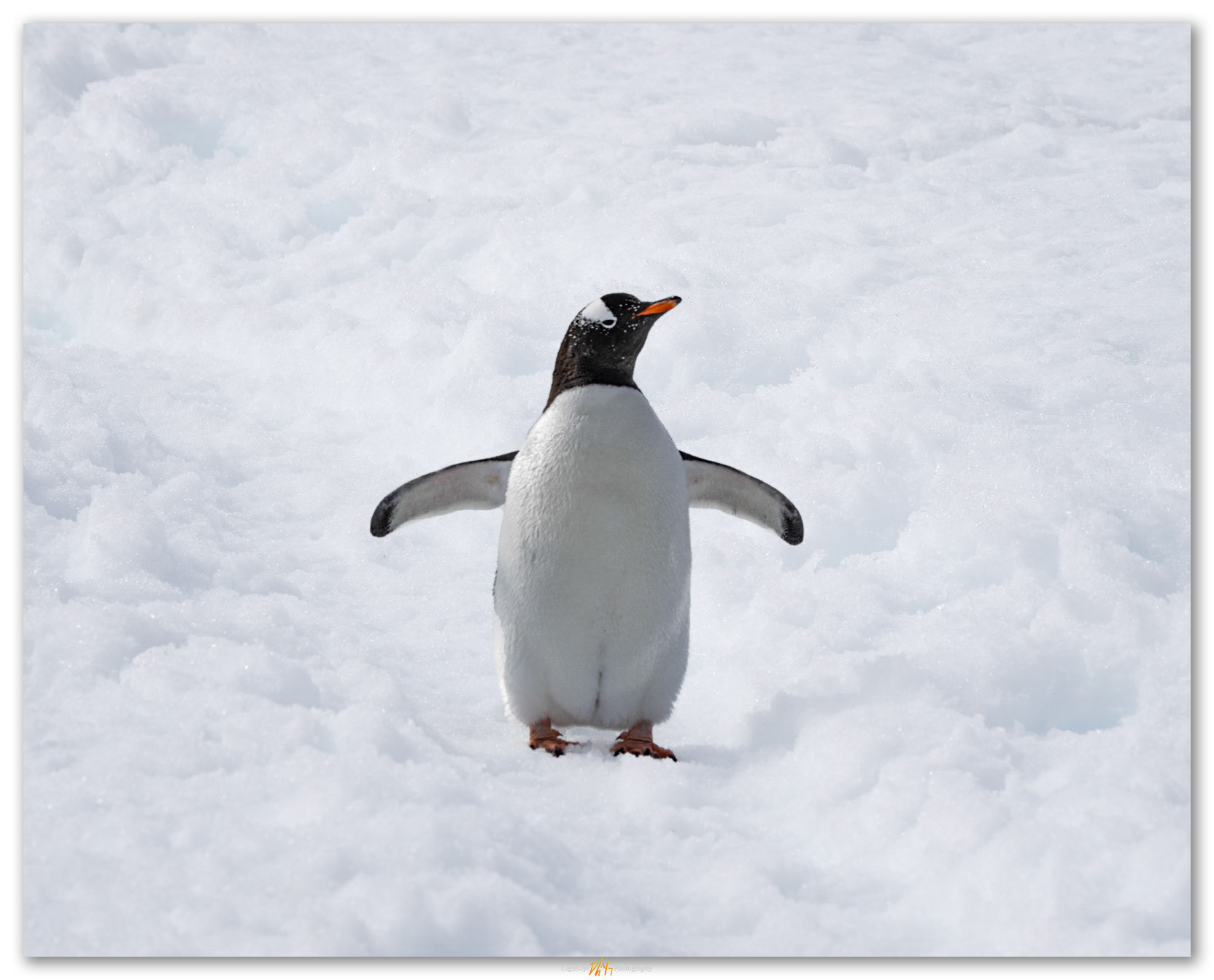 Meeting. A Gentoo Penguin heads to sea, Antarctic Peninsula