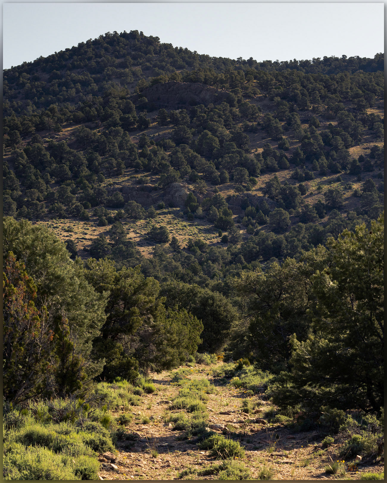 Whistler walk. Into the pinyon-juniper woodland of Whistler Mountain, Great Basin Desert, NV, USA