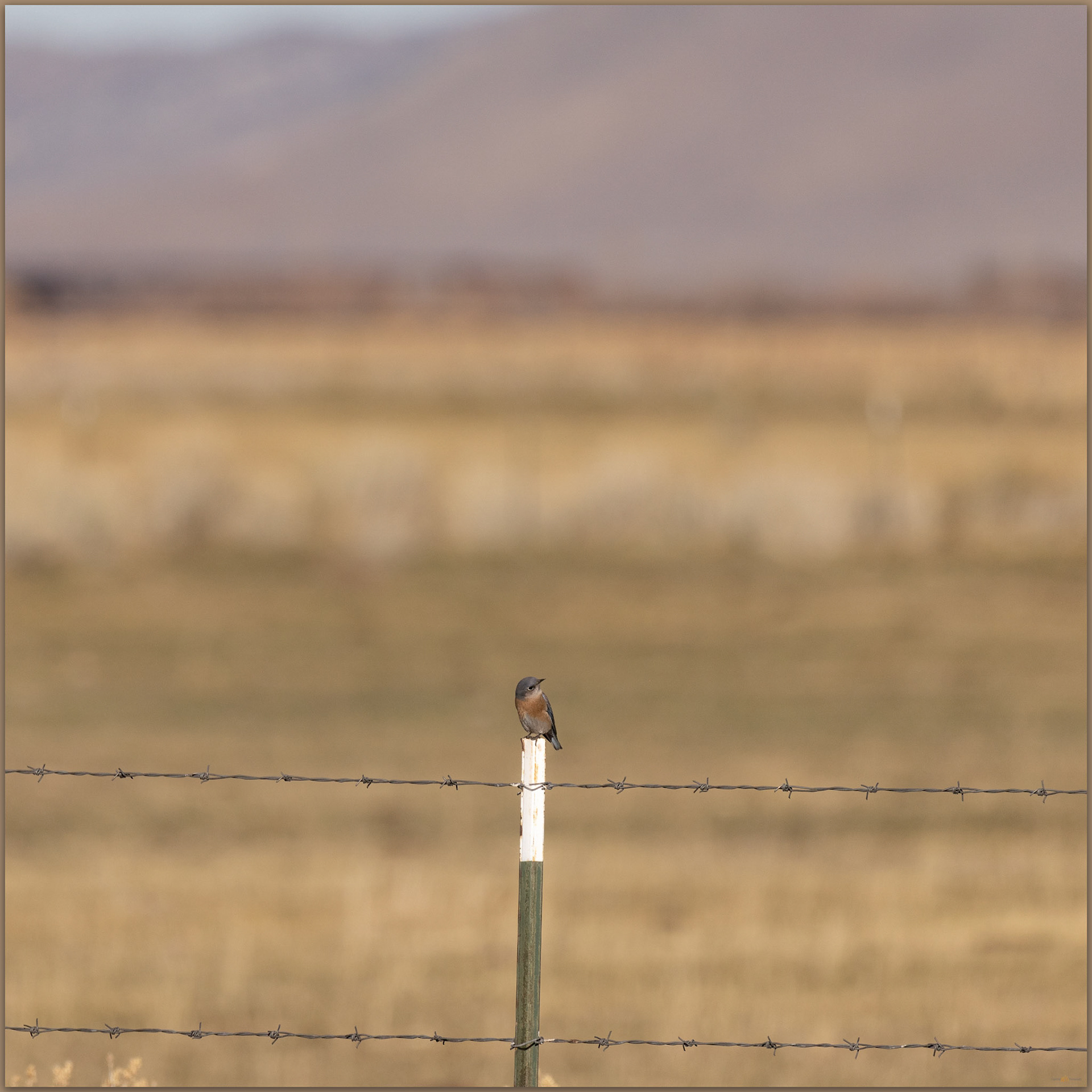 Western Bluebird. Carson River, Carson Valley, Great Basin Desert, NV, USA