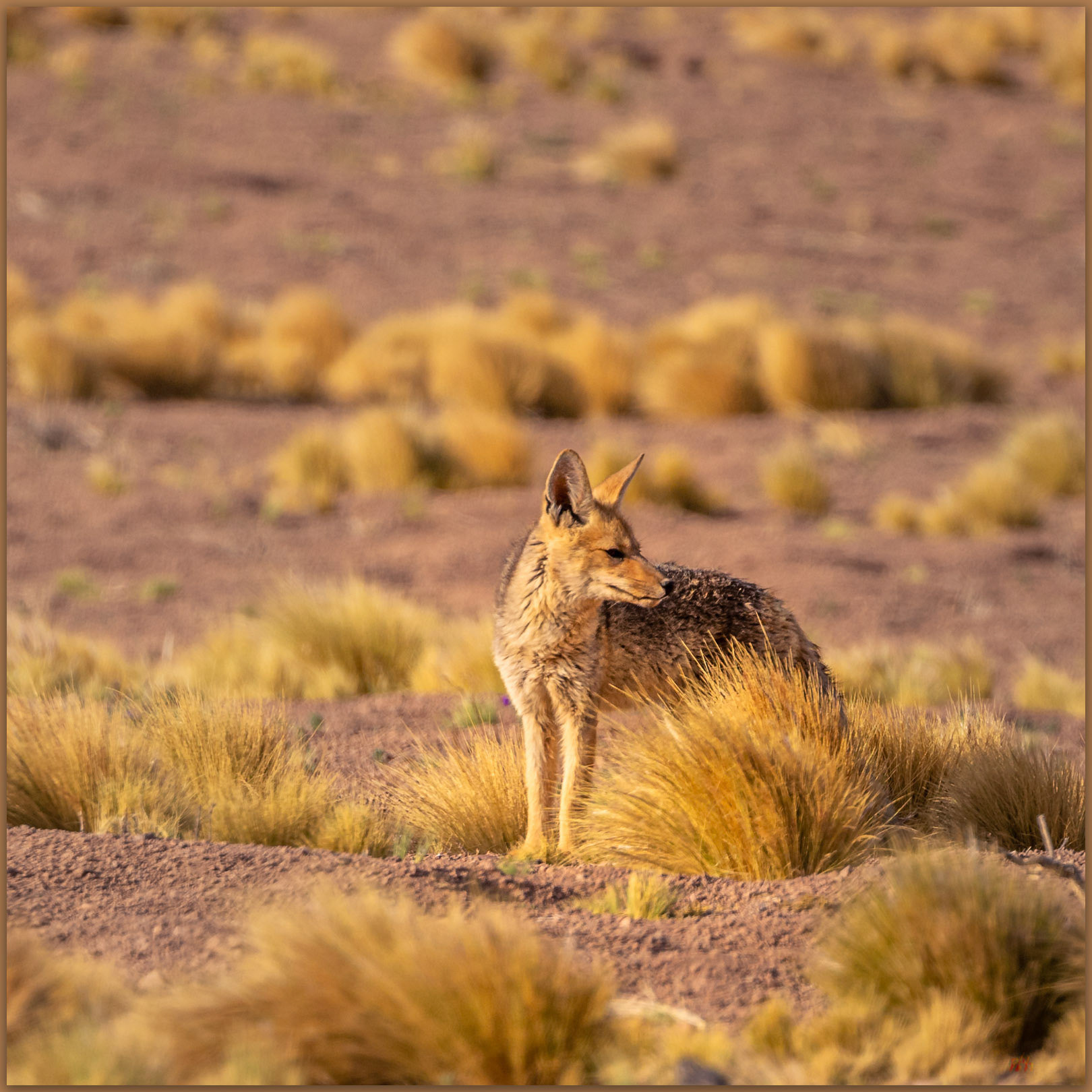Morning patrol. A South American Gray Fox (Lycalopex griseus) in sparse grasses of the Atacam Desert, Chile.