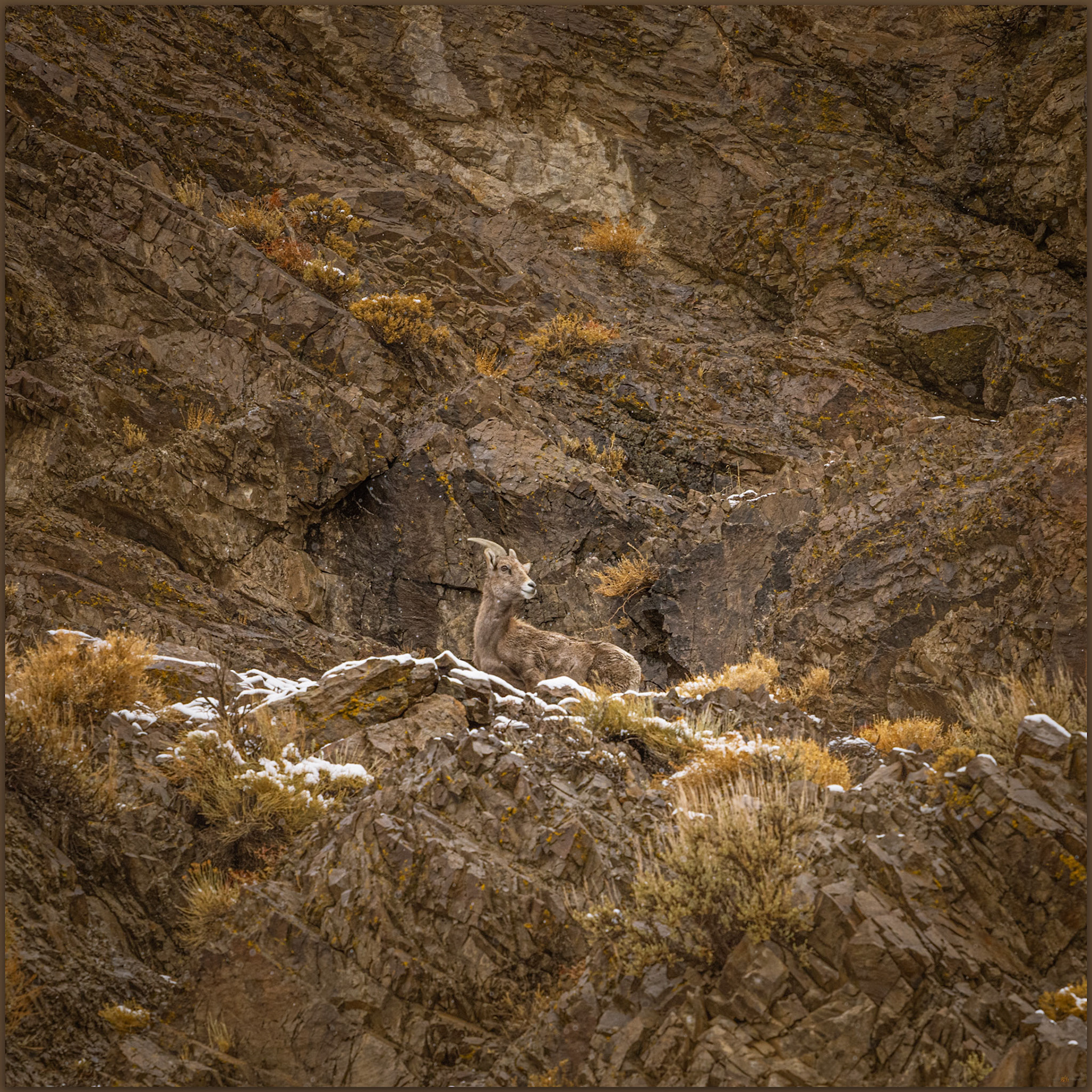 Bighorn sheep (Ovis canadensis) in Buffaloe Canyon, Eastgate Range, Great Basin Desert, Nevada, USA