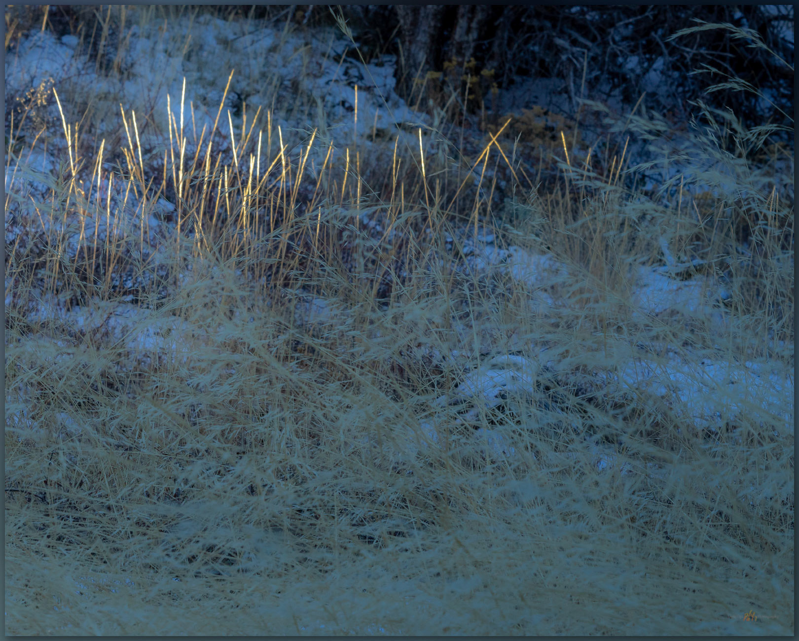 Light tips. Last light in a canyon of the Mountain Boy Range, Great Basin Desert, NV, USA