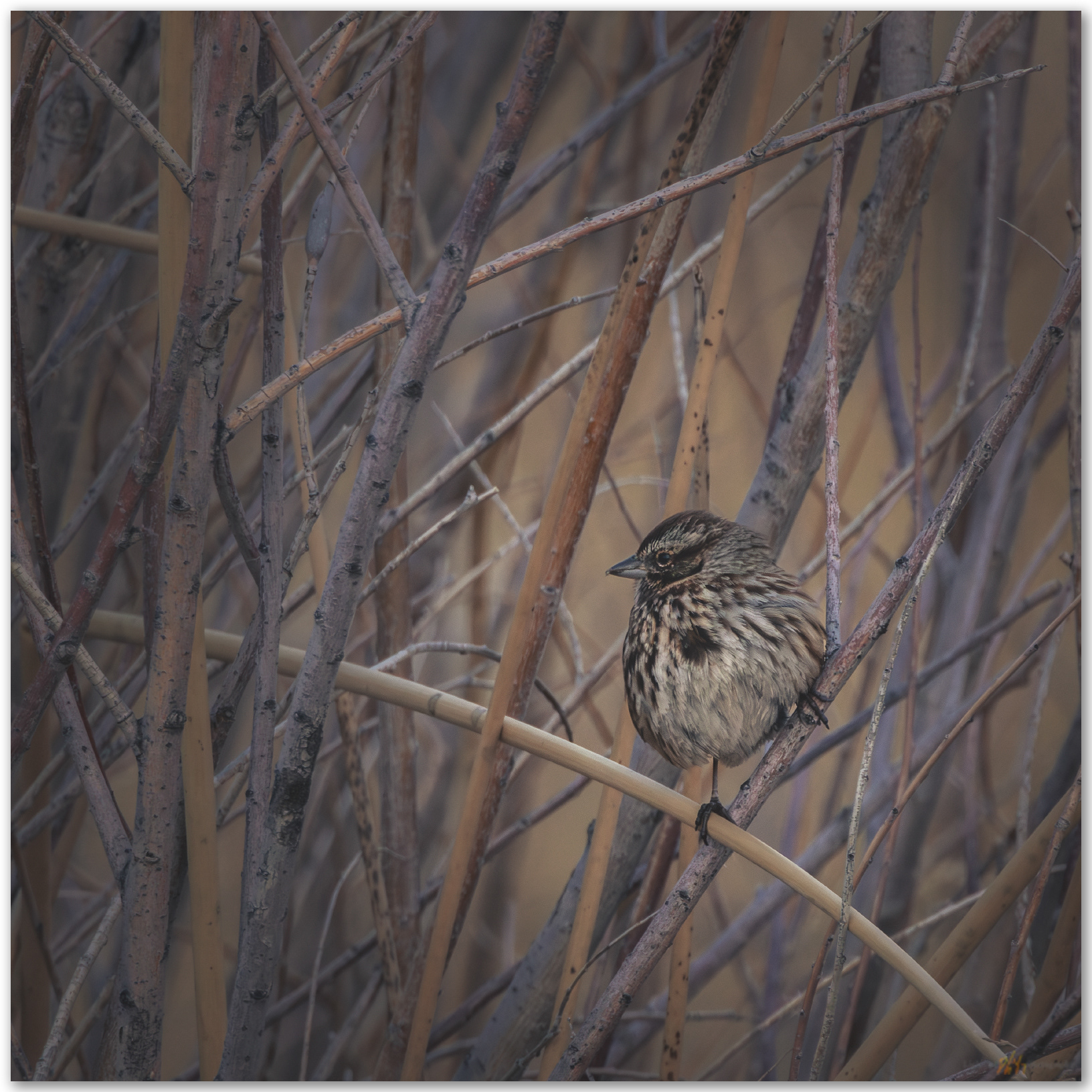 Spring awaits. Song Sparrow at dusk along the Carson River, Carson Valley, Nevada, USA