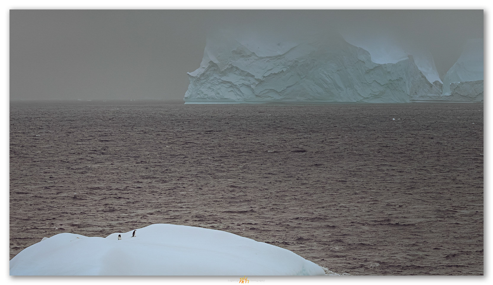 Two on a raft. Chinstrap Penguins find temporary safety, Antarctic Peninsula