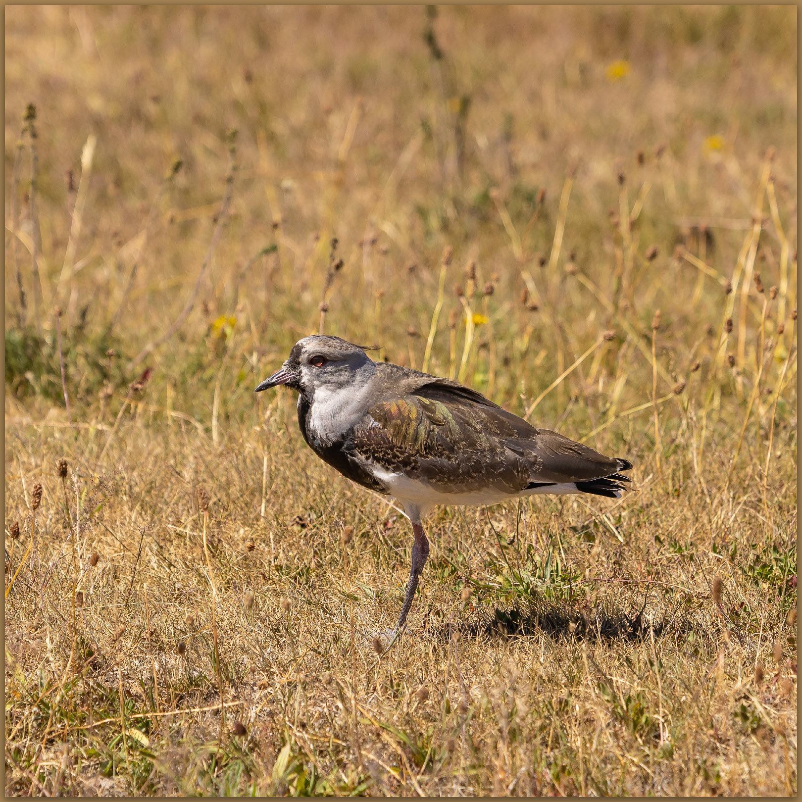 Lapwing. A common resident in the grassy floodplains of Patagonia, Torres del Paine National Park, Chile