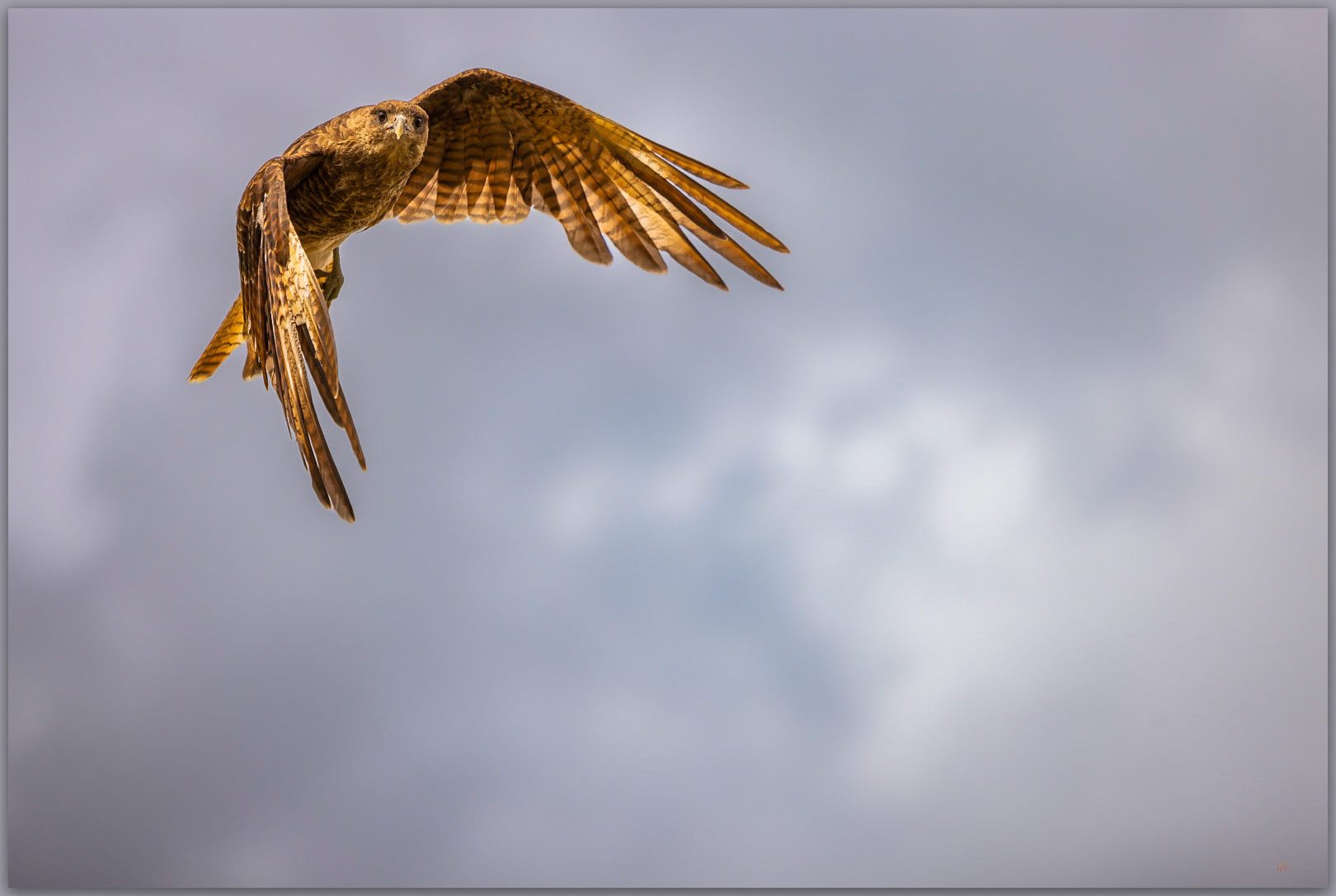 Eyes of chimango. The Chimango Caracara visits the trail, Torres del Paine National Park, Chile