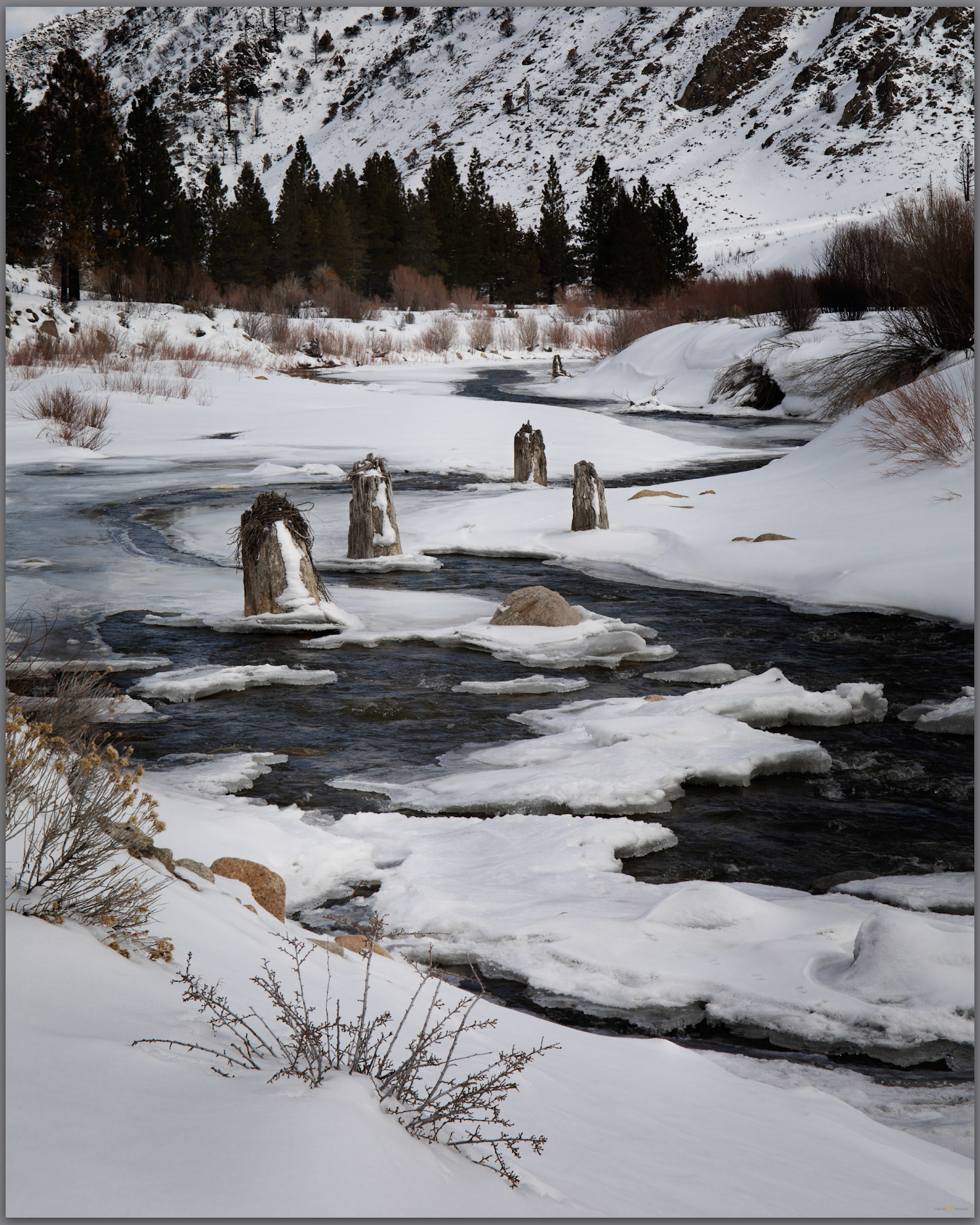 Former forest. Stumps from a forest of the medieval drought, Walker River, CA, USA