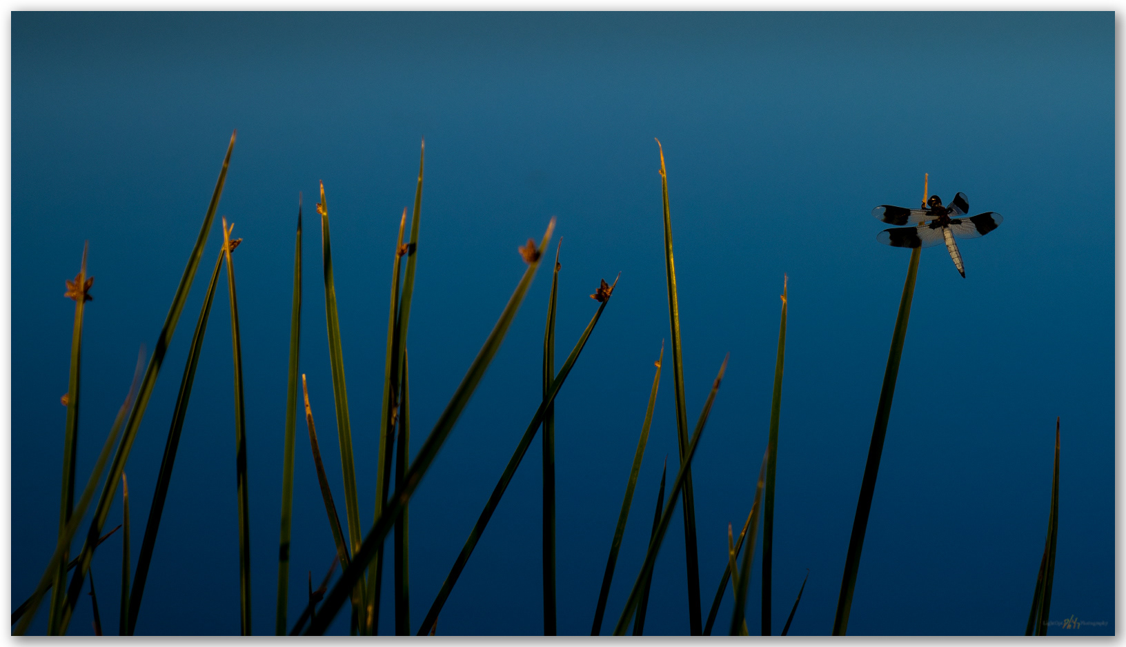 Evening dragon. A small evening scene at Blue Lakes, Great Salt Lake Desert, UT, USA.
