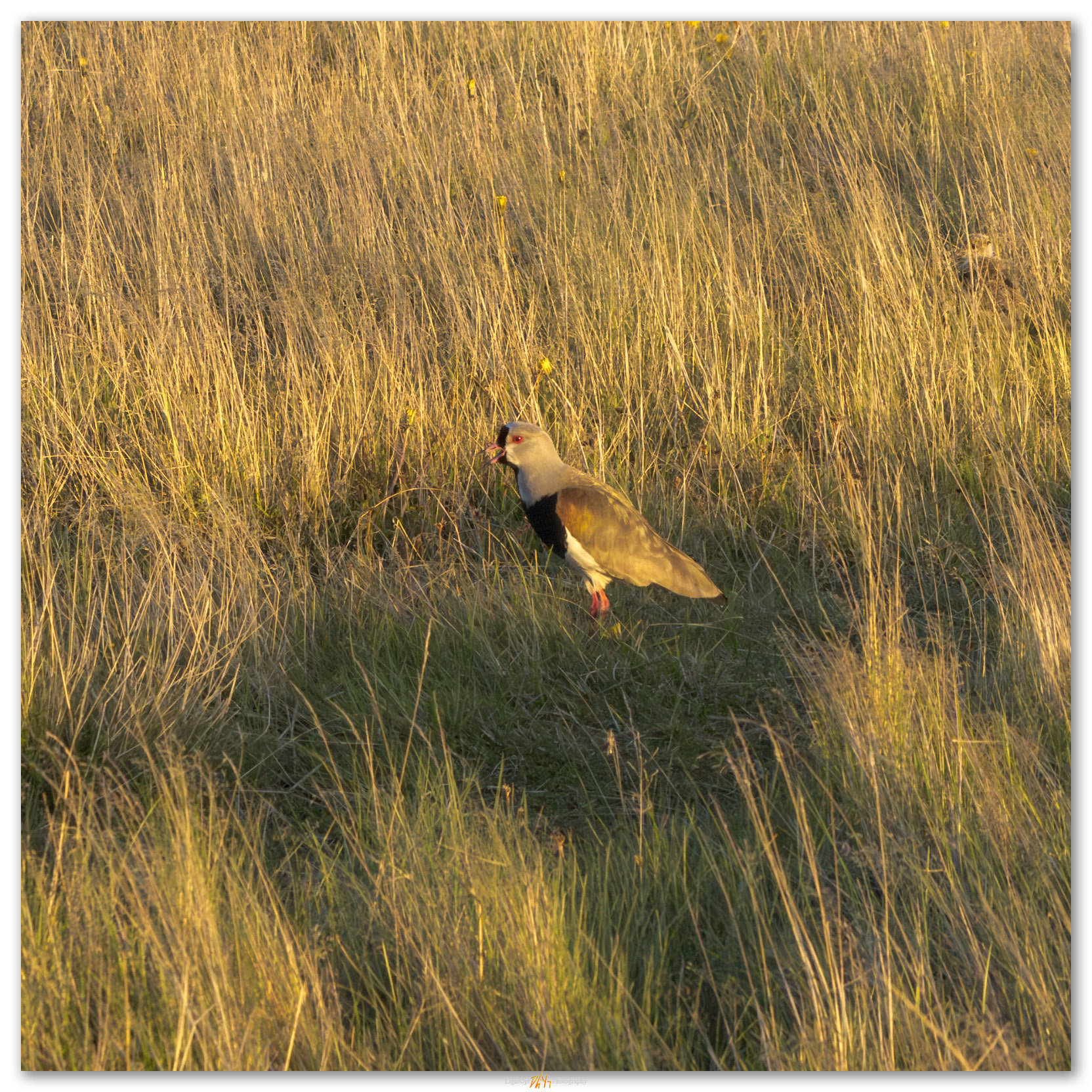 Lapwings await. A Southern Lapwing in coastal wetlands at Ushuaia, Argentina.