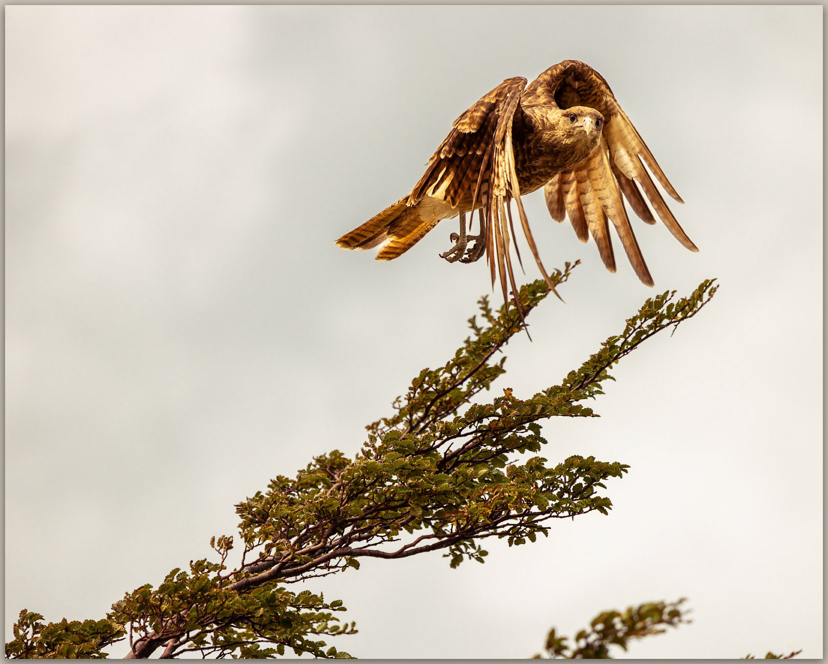 Lift. Chimango caracara, a common falcon throughout Patagonia, Torres del Paine National Park, Chile