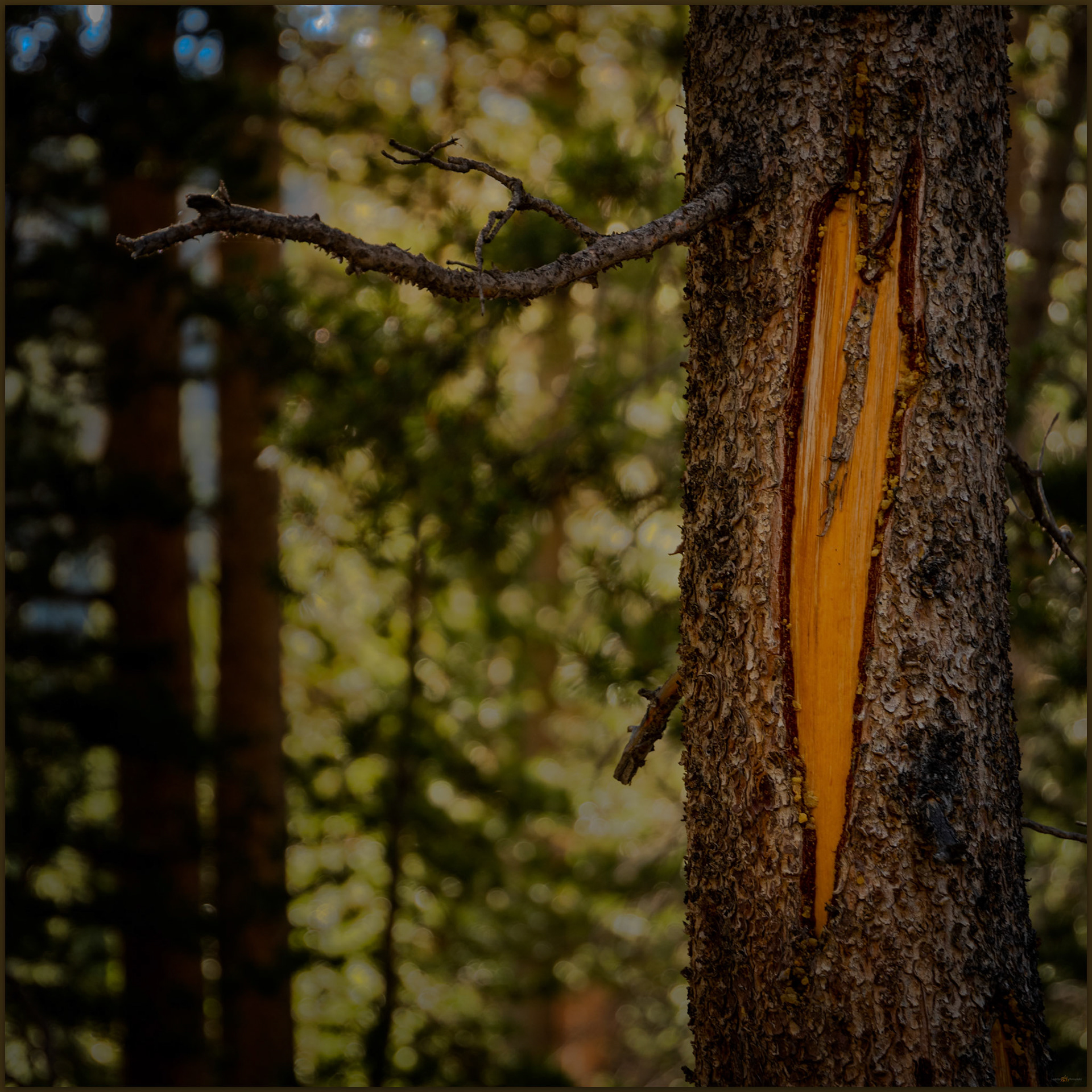 Heartblaze. Desna captured this image outside our cabin at Rock Creek, our icon for everything leading to this trip in our 30th summer, Rock Creek, Eastern Sierra, CA, USA