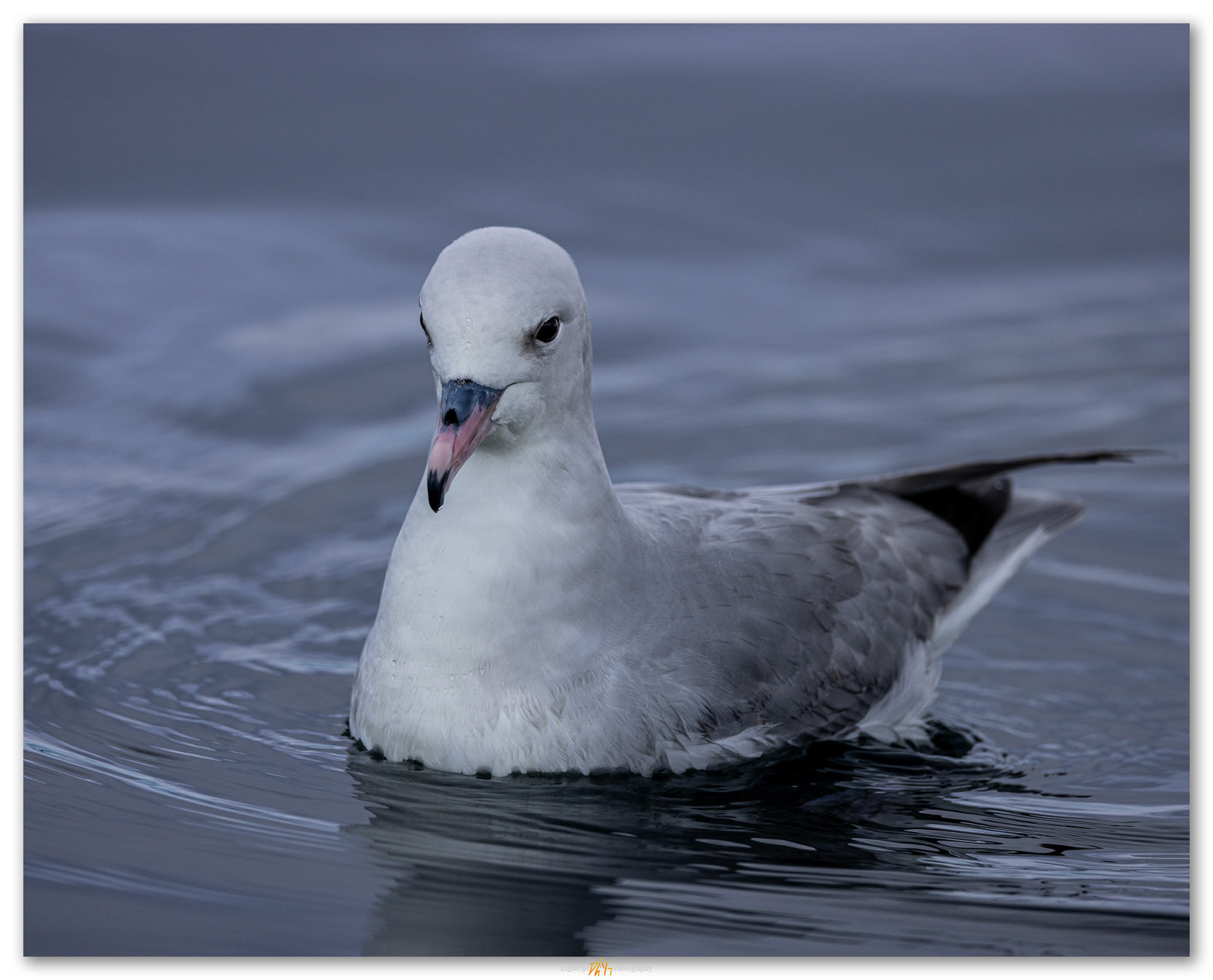 Southern Fulmar. Following the Humpback Whales, Antarctic Peninsula