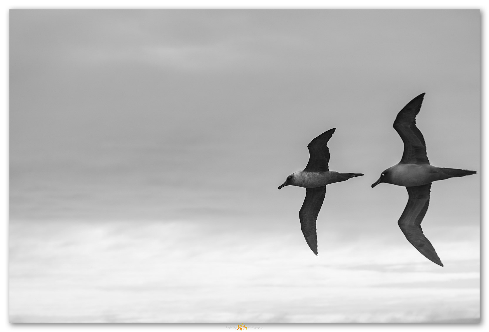 One after. May be a Light-mantled Albatross ahead of a Sooty Albatross -- I am not experienced. Drake Passage.