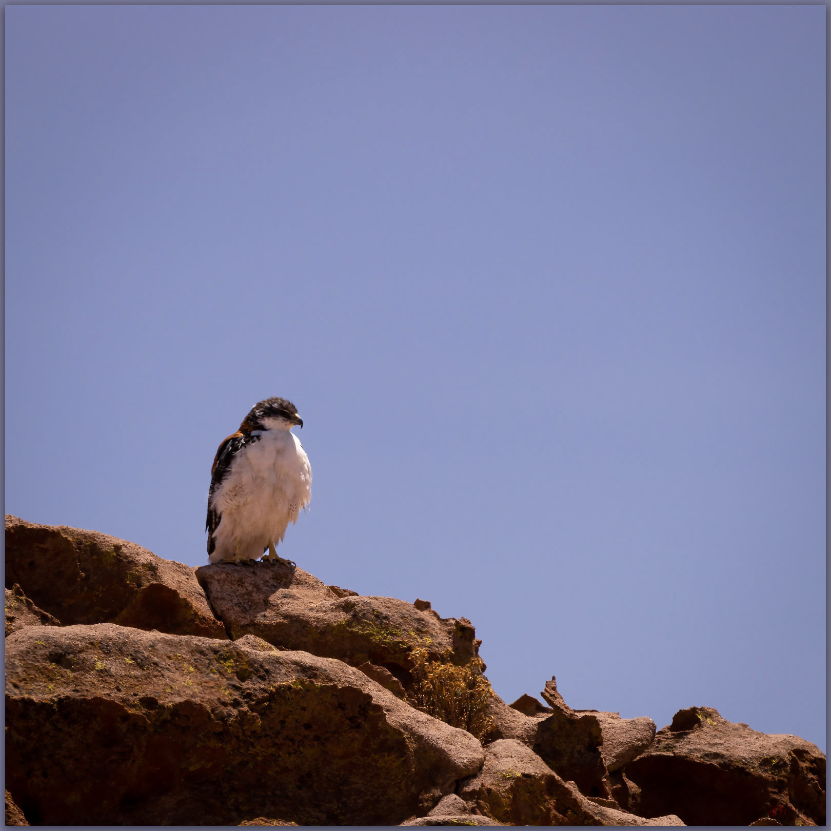Watcher. A Variable Hawk (Geranoaetus polyosoma) on the road to San Pedro de Atacama, Atacama Desert, Chile