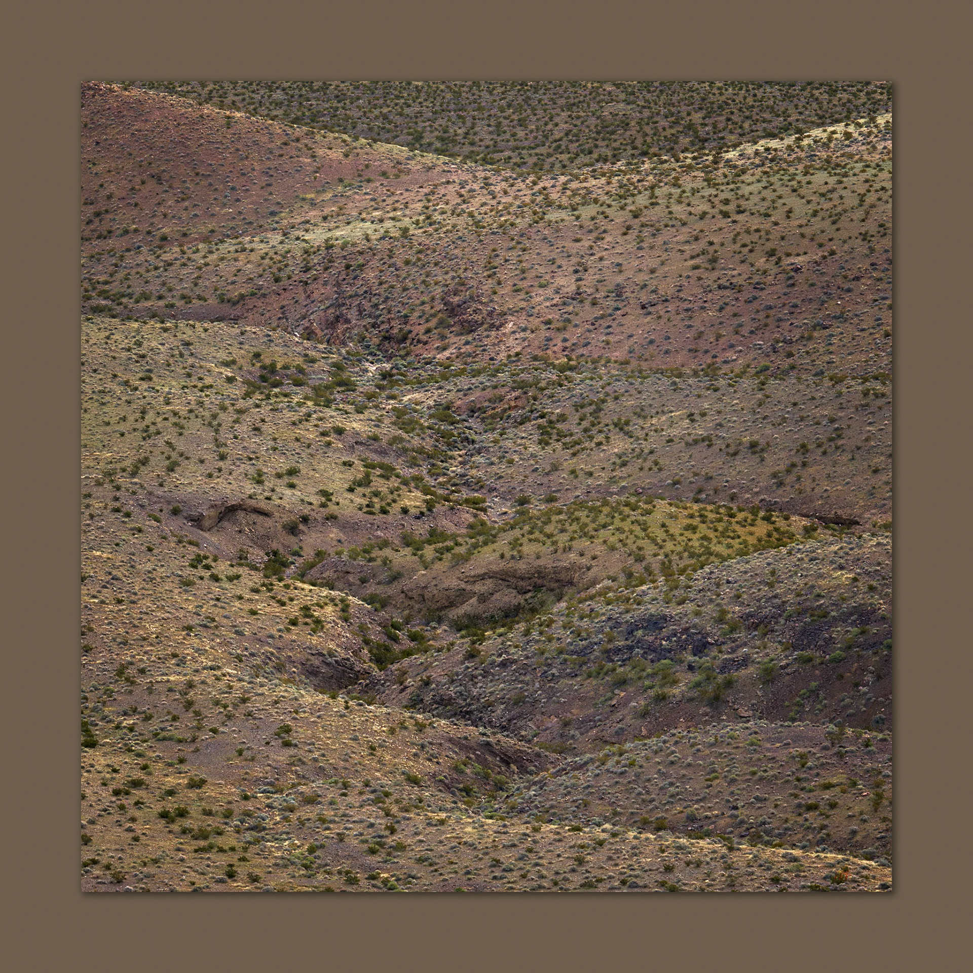 Creosote crunch. An early glow on the sparse vegetation of relic fans of the Resting Spring Range, Mojave Desert, NV, USA