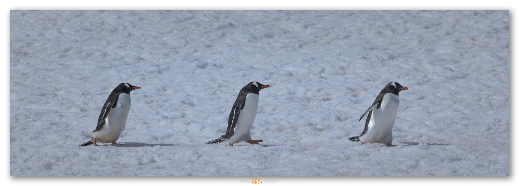 Gentoo crossing. Yankee Harbor,  South Shetland Islands, Antarctica