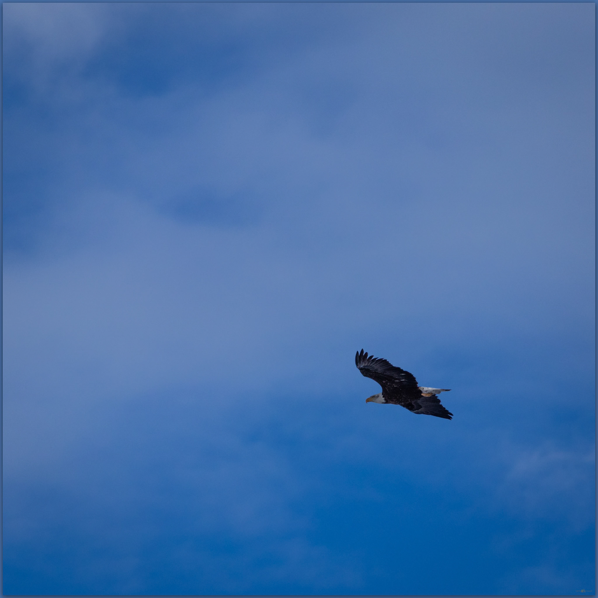 Bald Eagle. Patrol at Bridgeport Reservoir, Eastern Sierra, CA, USA