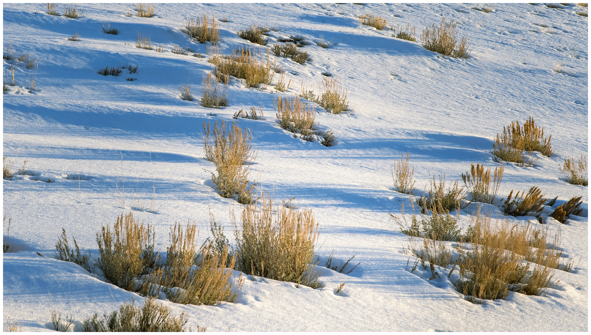 Snow and shadow. Mahogany Mountain, Great Basin Desert, Nevada.