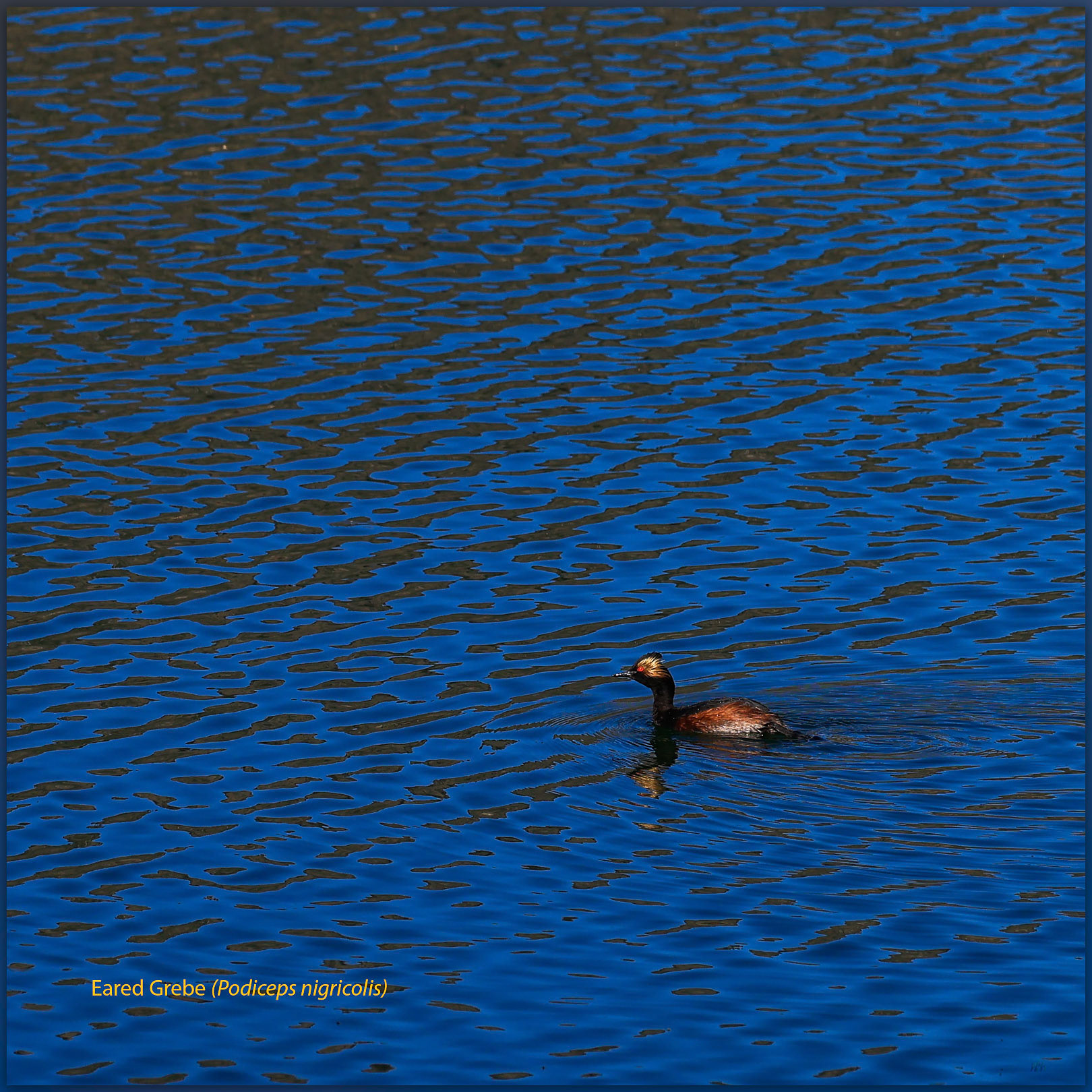 Eared Grebe (Podiceps nigricollis), Heenan Reservoir, northern Sierra, California