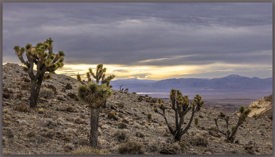 Joshua trees at sunrise. Goldfield Hills, Mojave Desert, NV, USA