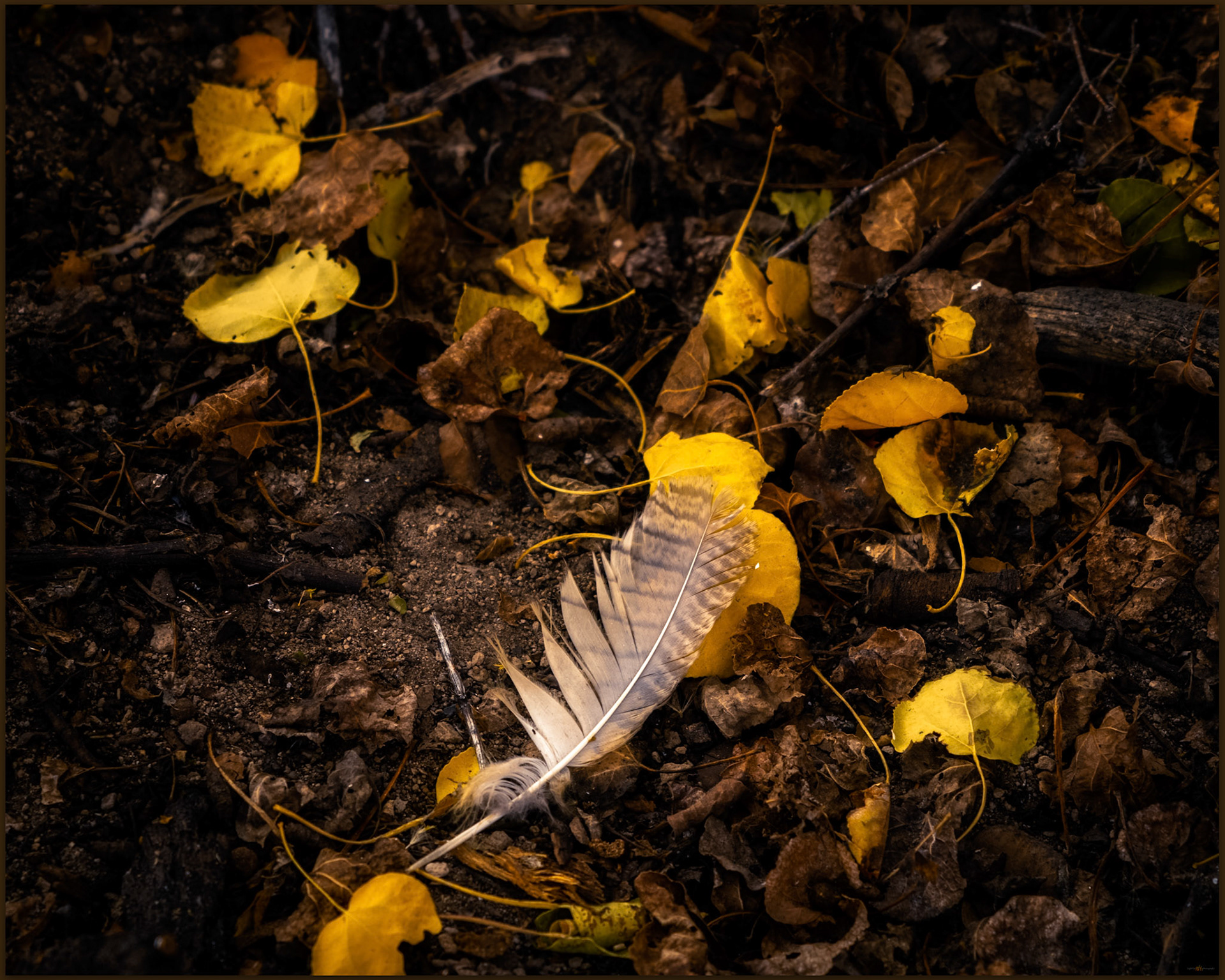 Fallen. Baxter Spring, Great Basin Desert, CA, USA