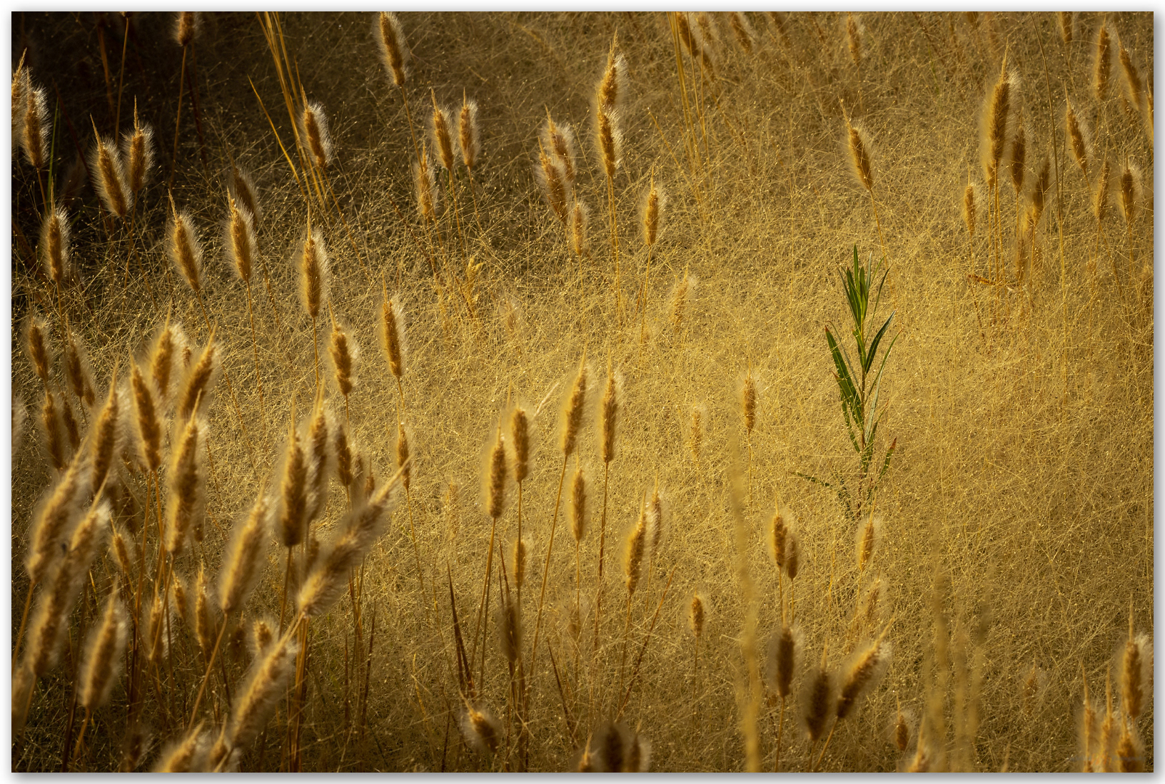 One. Mud Meadows, Great Basin Desert, NV, USA