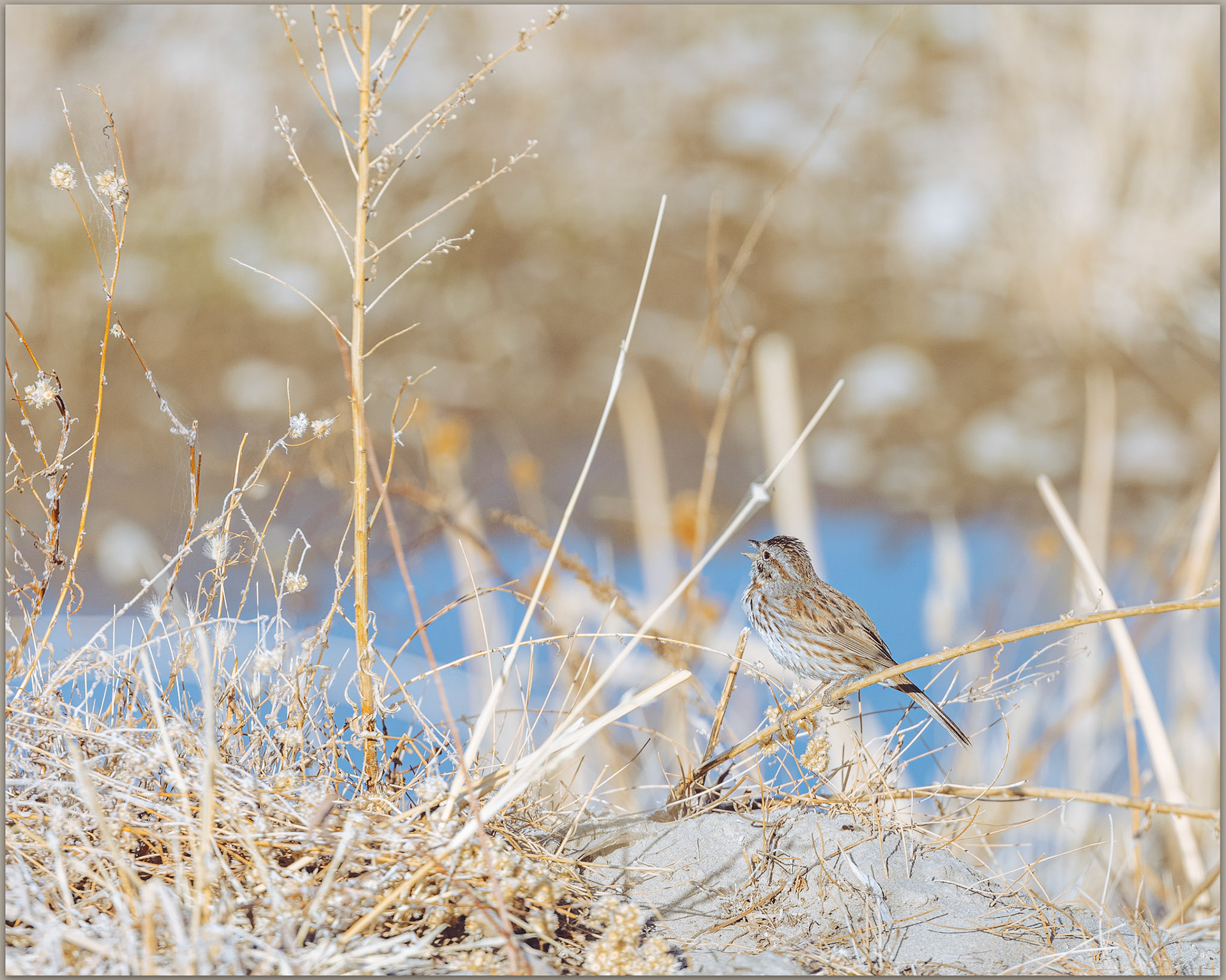 Song Sparrow (m) - Melspiza melodia, East Walker River, Great Basin Desert, USA