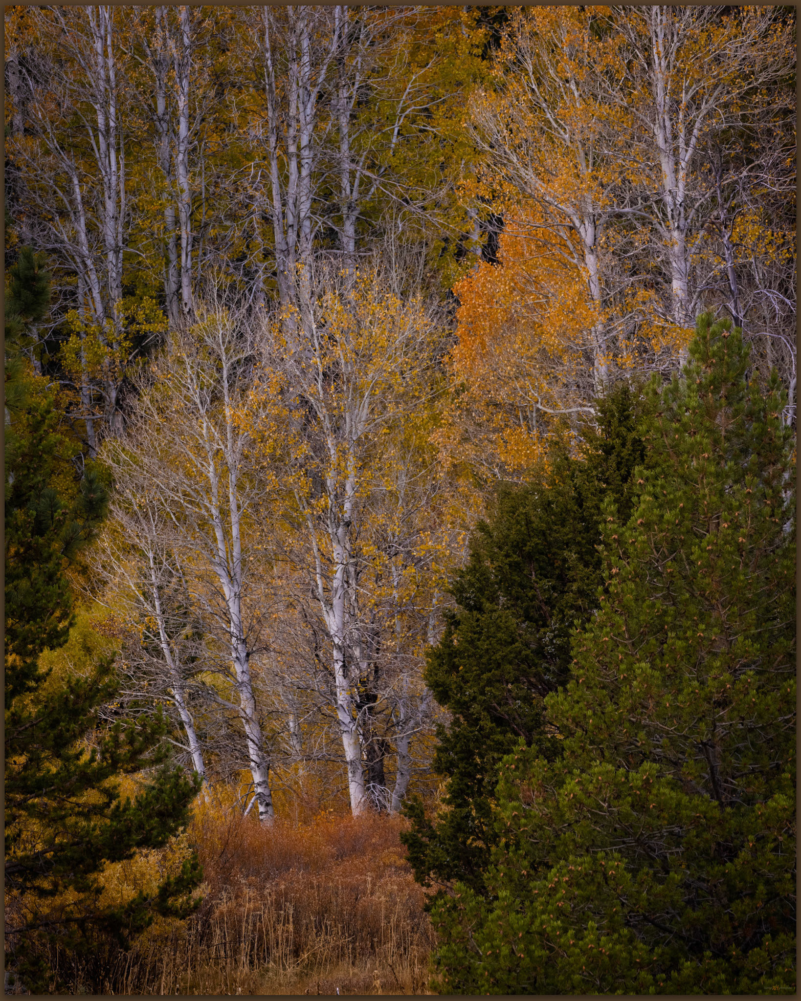 Autumn's passing in Hope Valley, Carson Range, USA