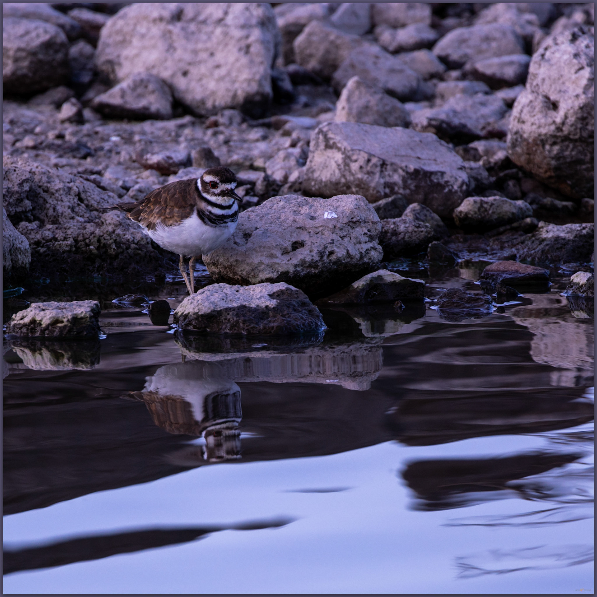 Killdeer looks. Mud Meadows, Great Basin Desert, NV, USA