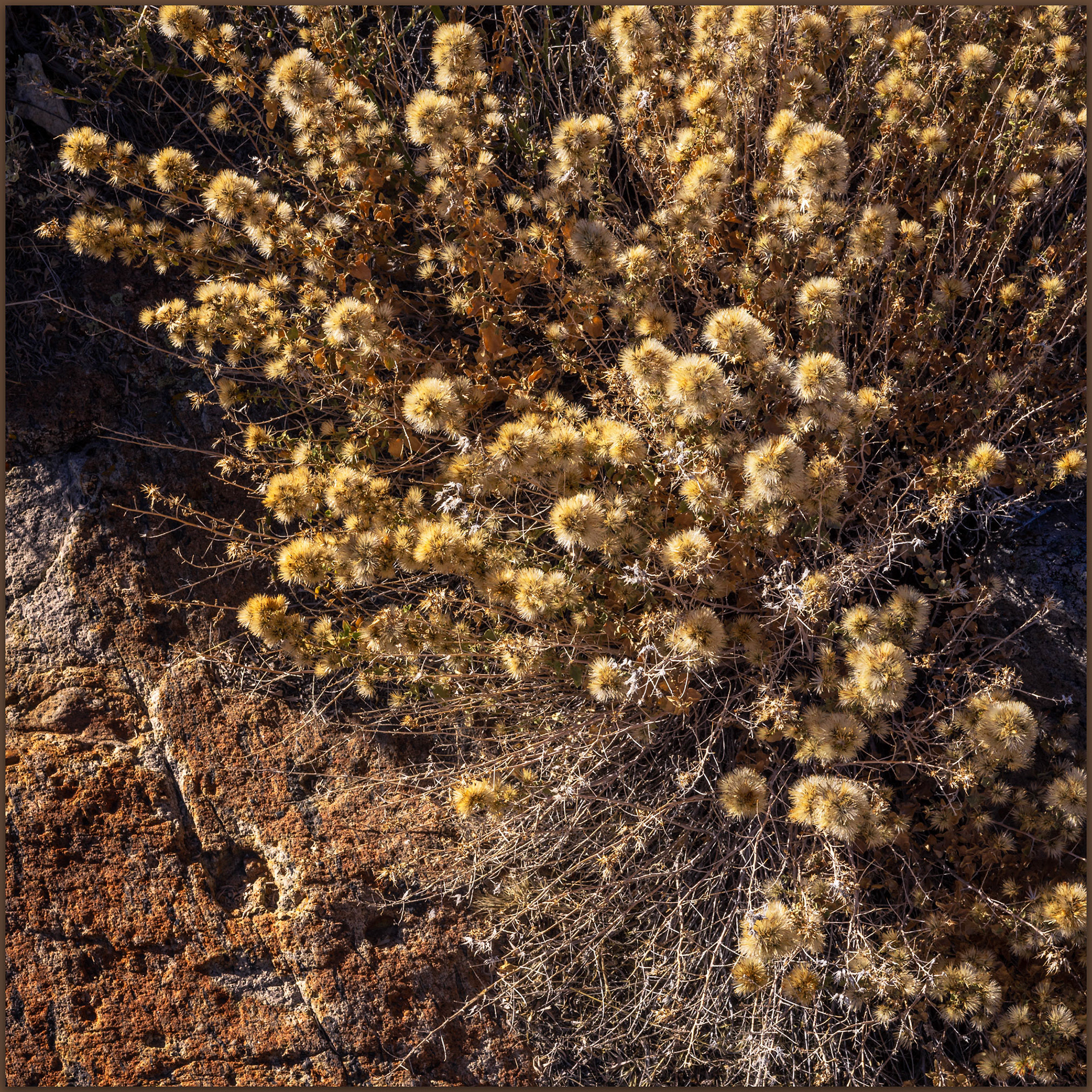Autumn remains. A rabbit brush holds its remnant flowers and color in late October, Sinkavata Hills, Great Basin Desert, Nevada, USA