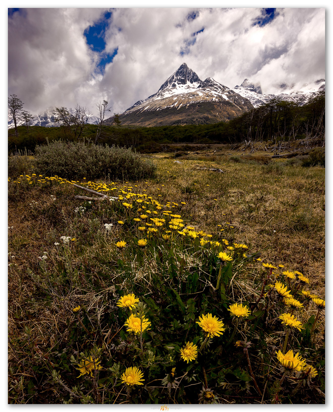 Late spring. Dandelions on the Senda Esmeralda, Argentina