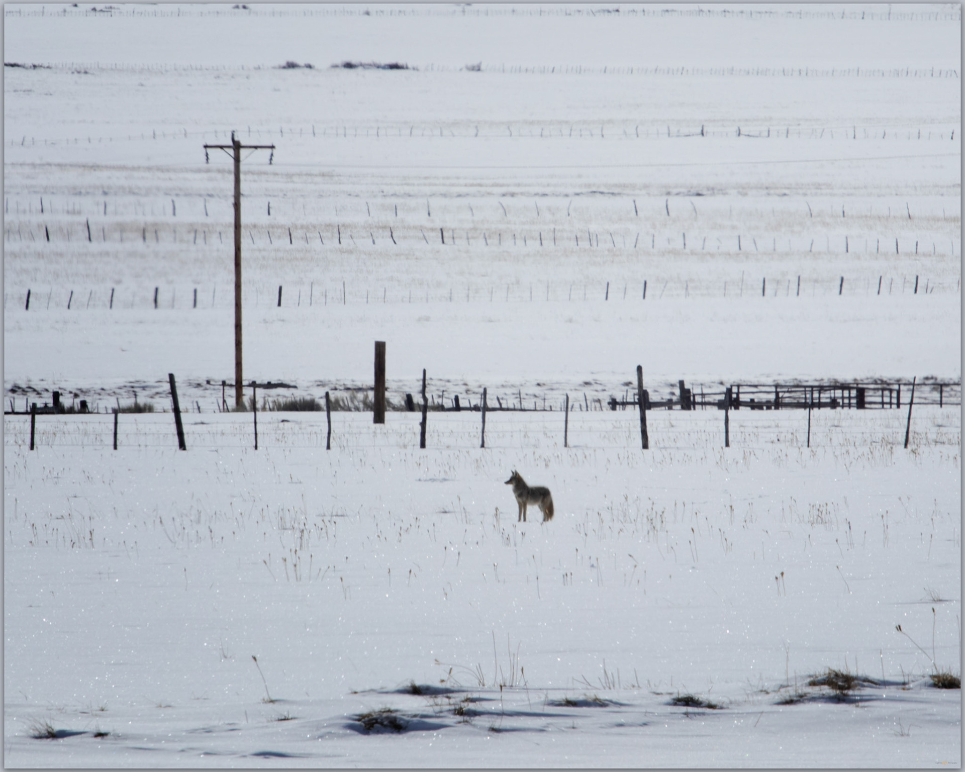 No fences. Although humans try, adaptations sometimes win, Bridgeport Valley, CA, USA