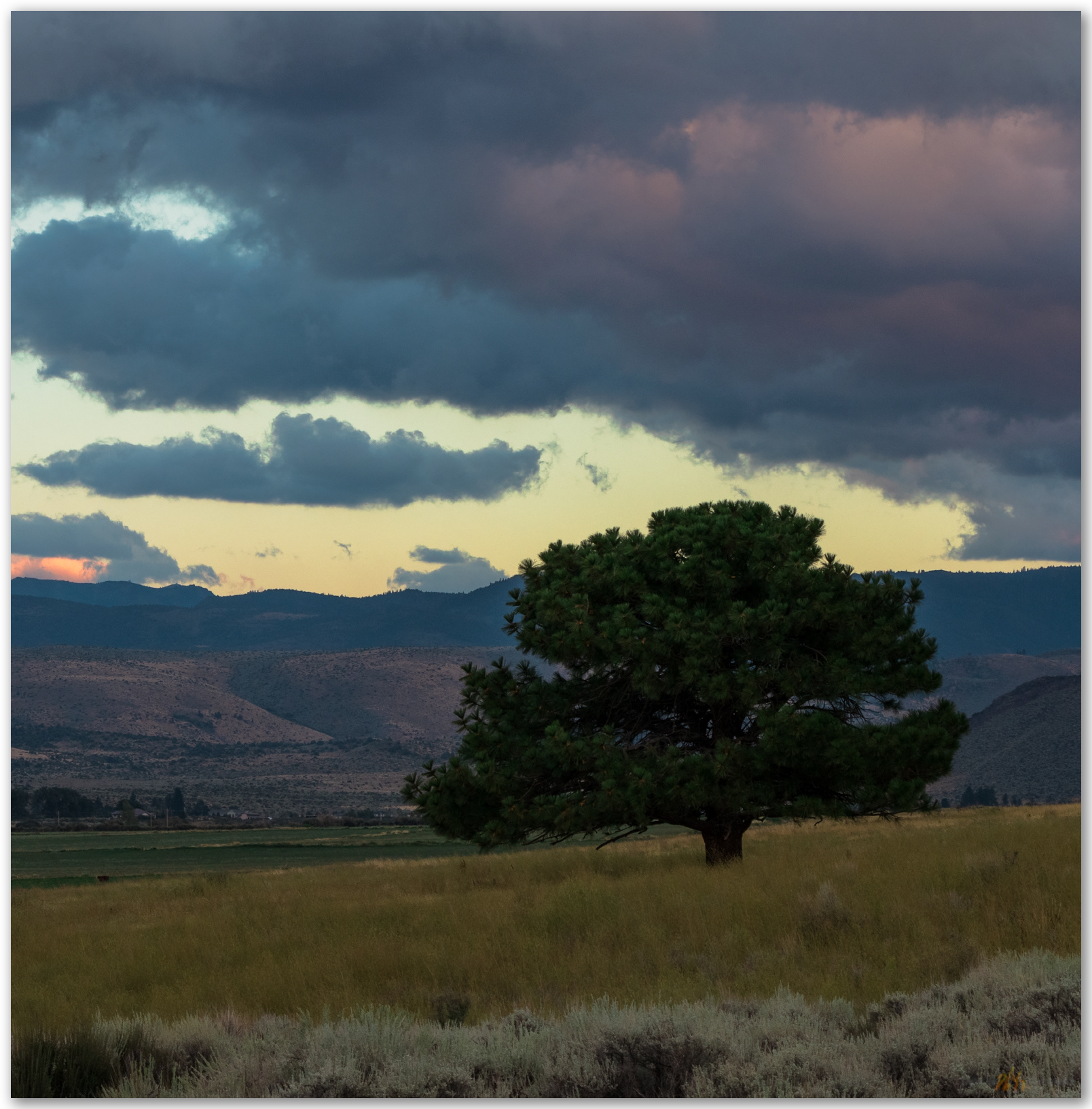 Standing. A remnant on the slopes of the Carson Range, Carson Valley, CA, USA