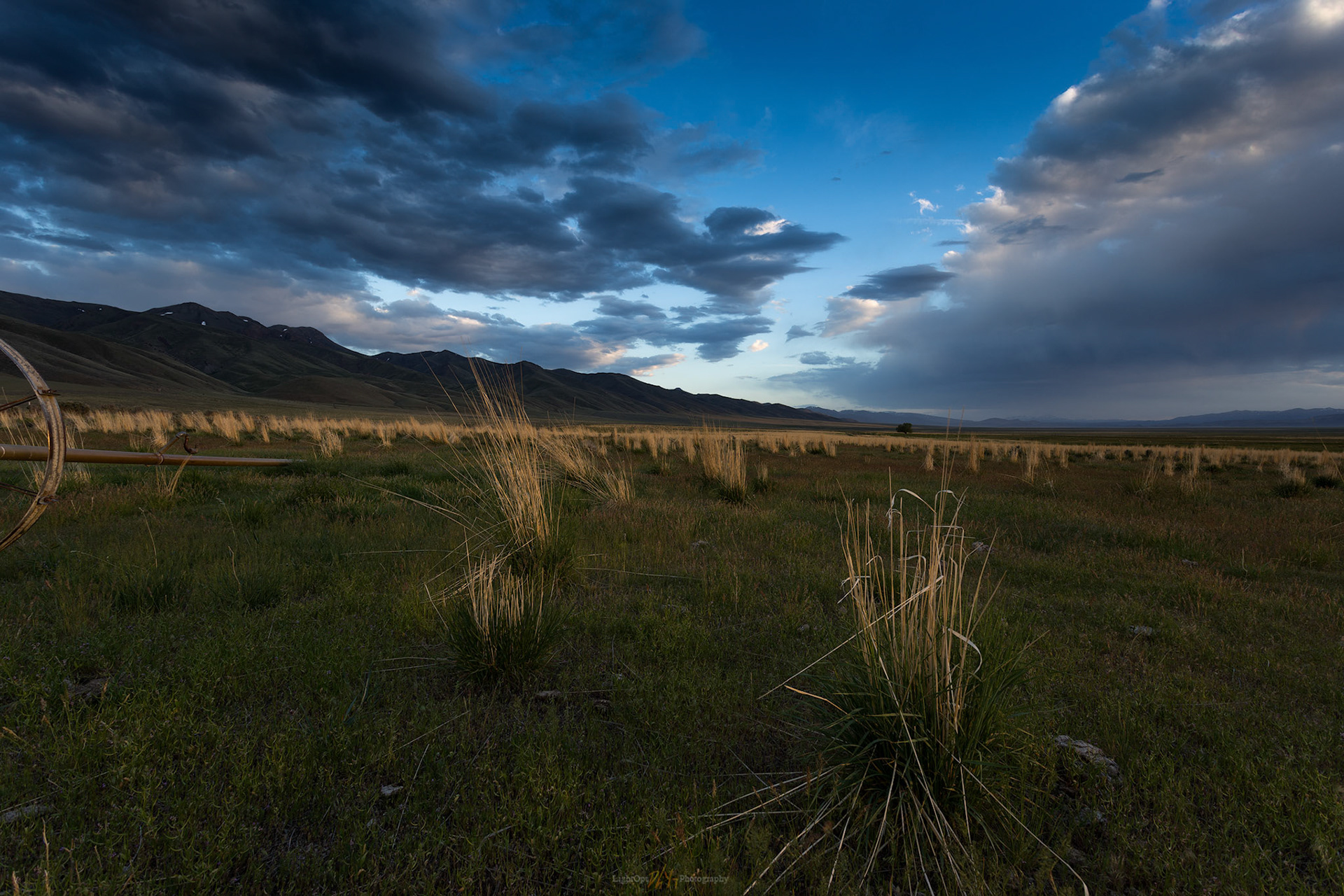 Rye returns. Grass Valley, Great Basin Desert, NV, USA