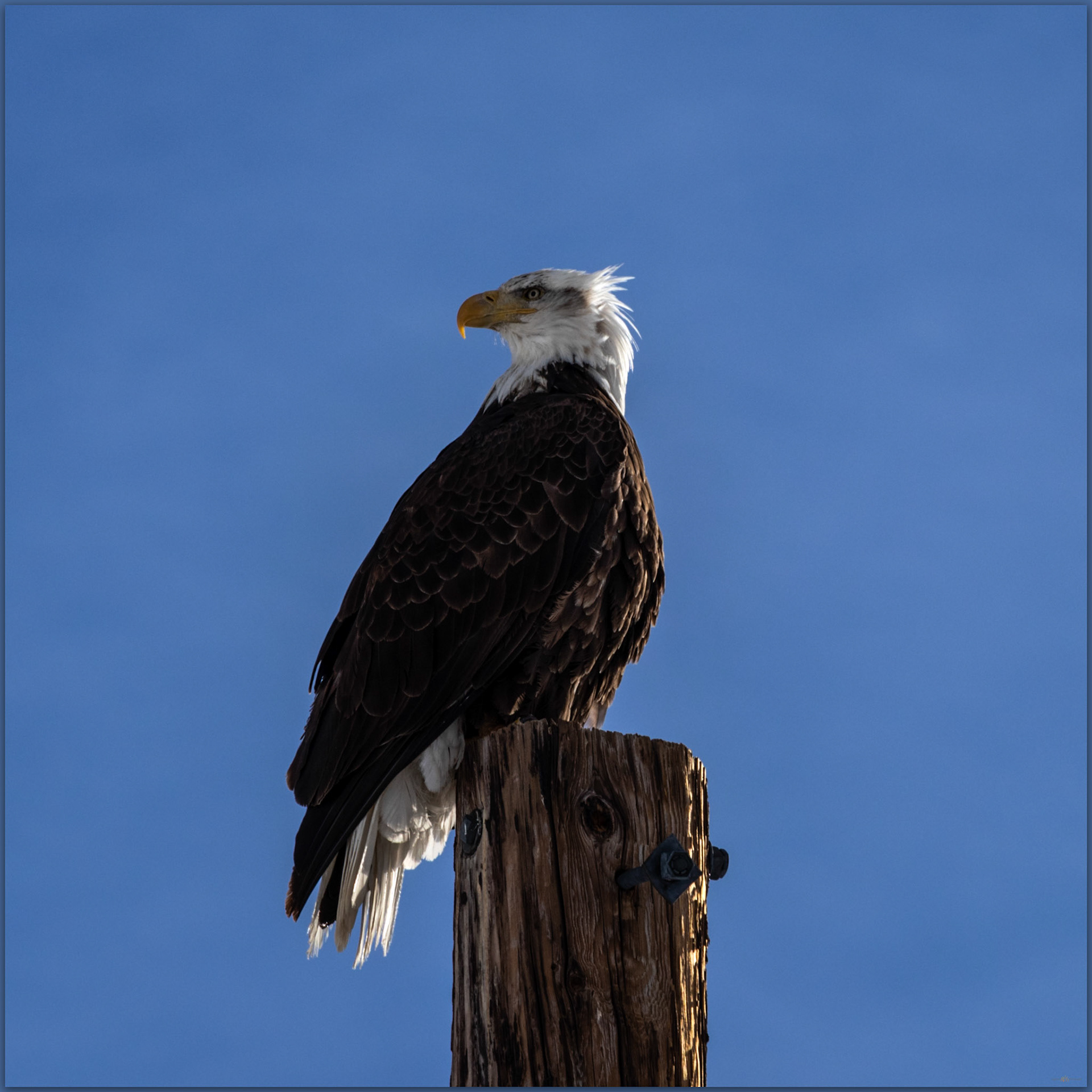 Bald Eagle perched above Twin Creek, Bridgeport Valley, Eastern Sierra,