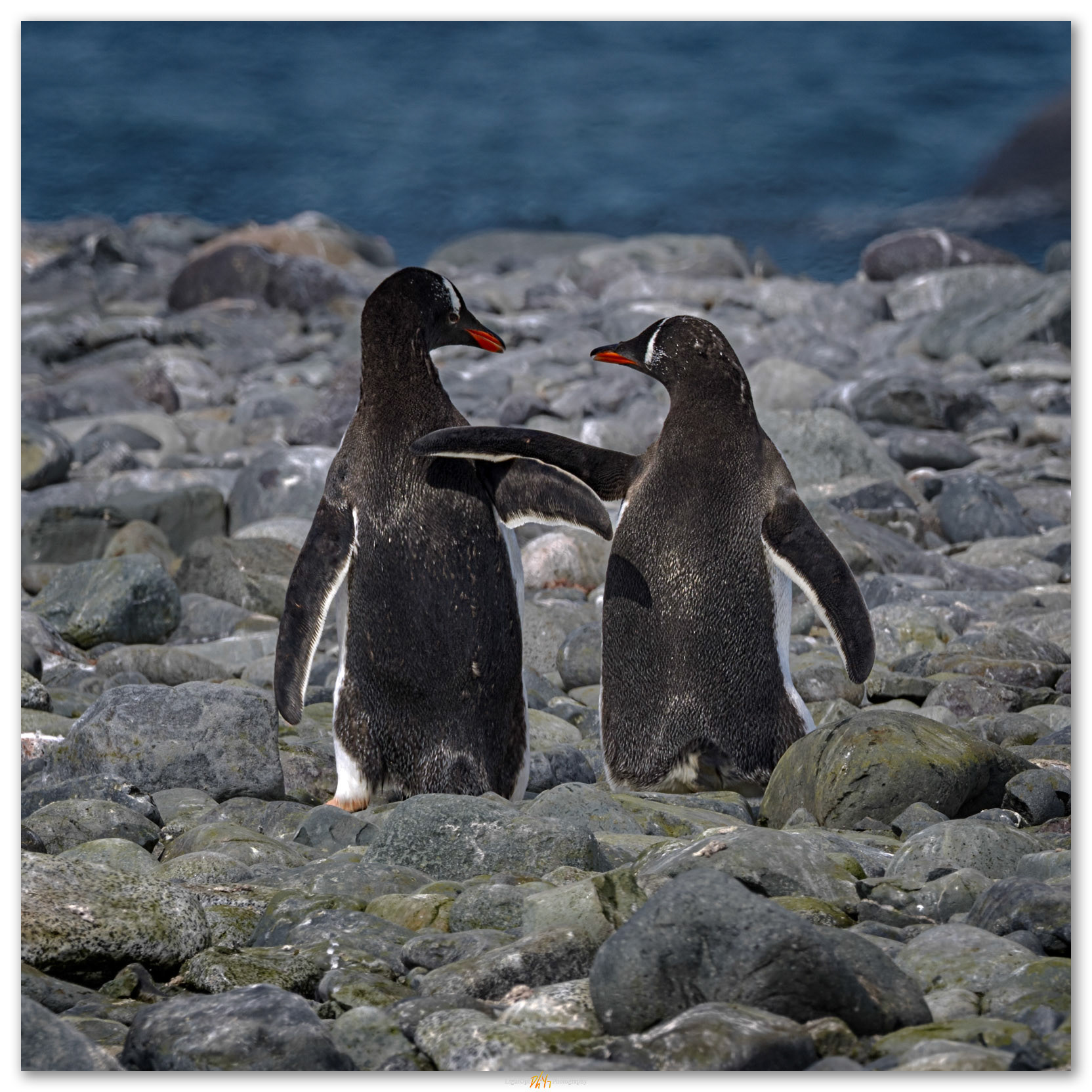 No, you go. A discussion among Gentoo Penguins, Yankee Harbor, South Shetland Islands, Antarctica