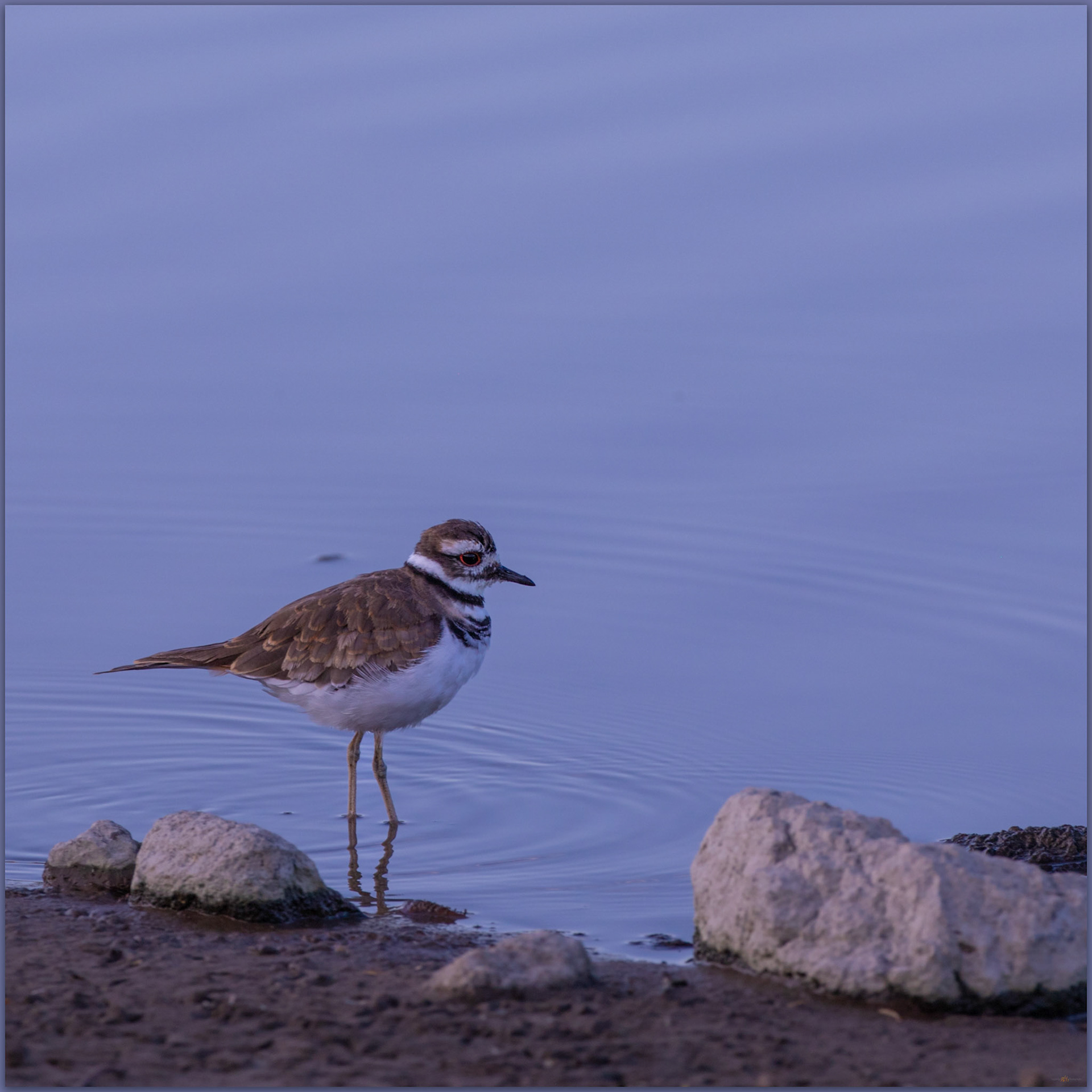 Killdeer wading, Mud Meadows, Great Basin Desert, NV, USA