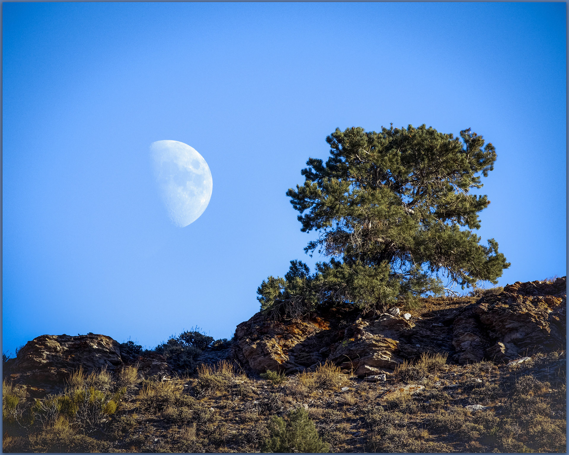 Moonrise and pinyon, Shoshone Range, Great Basin Desert, NV, USA