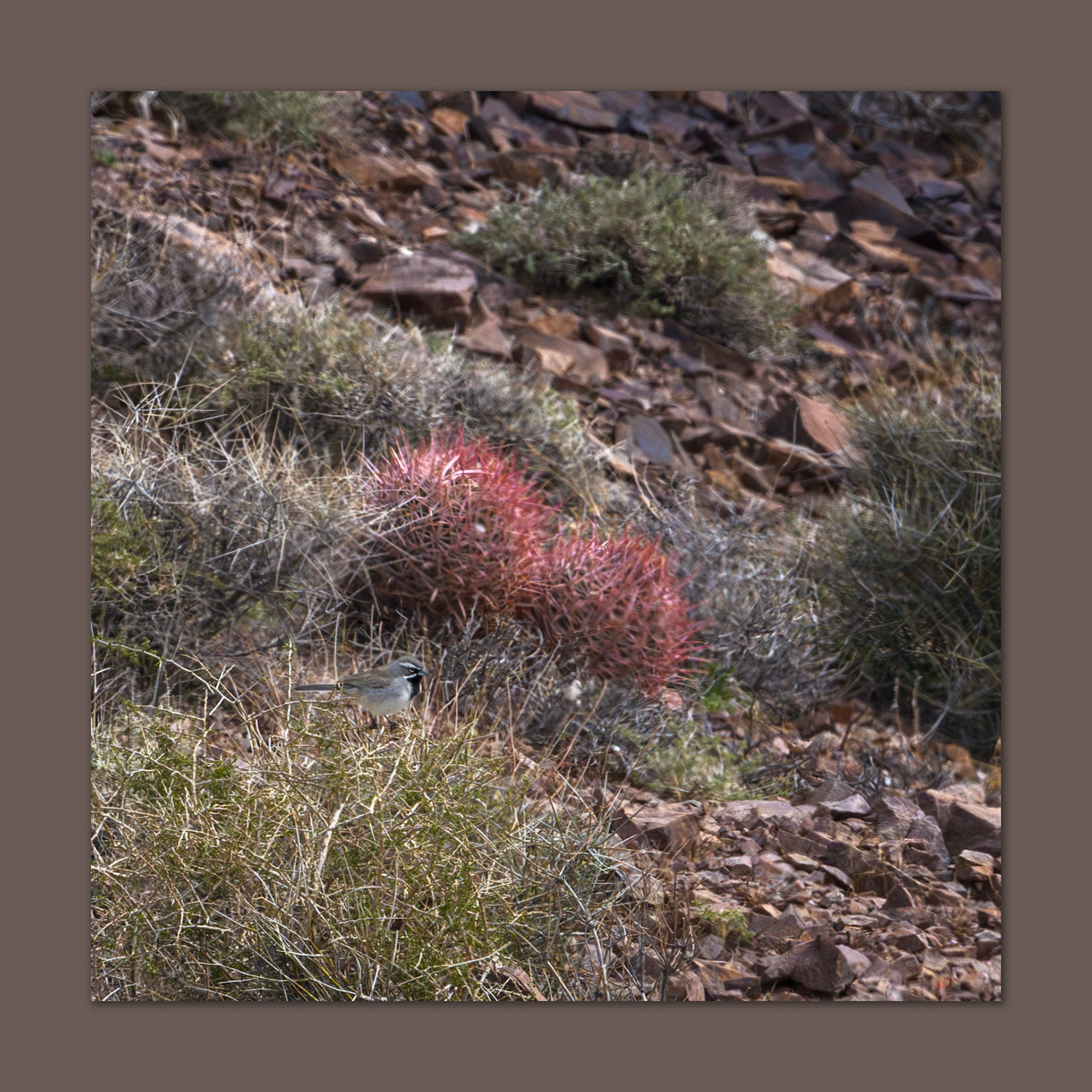 Black-throated Sparrow. Resting Spring Range, Mojave Desert, NV, USA