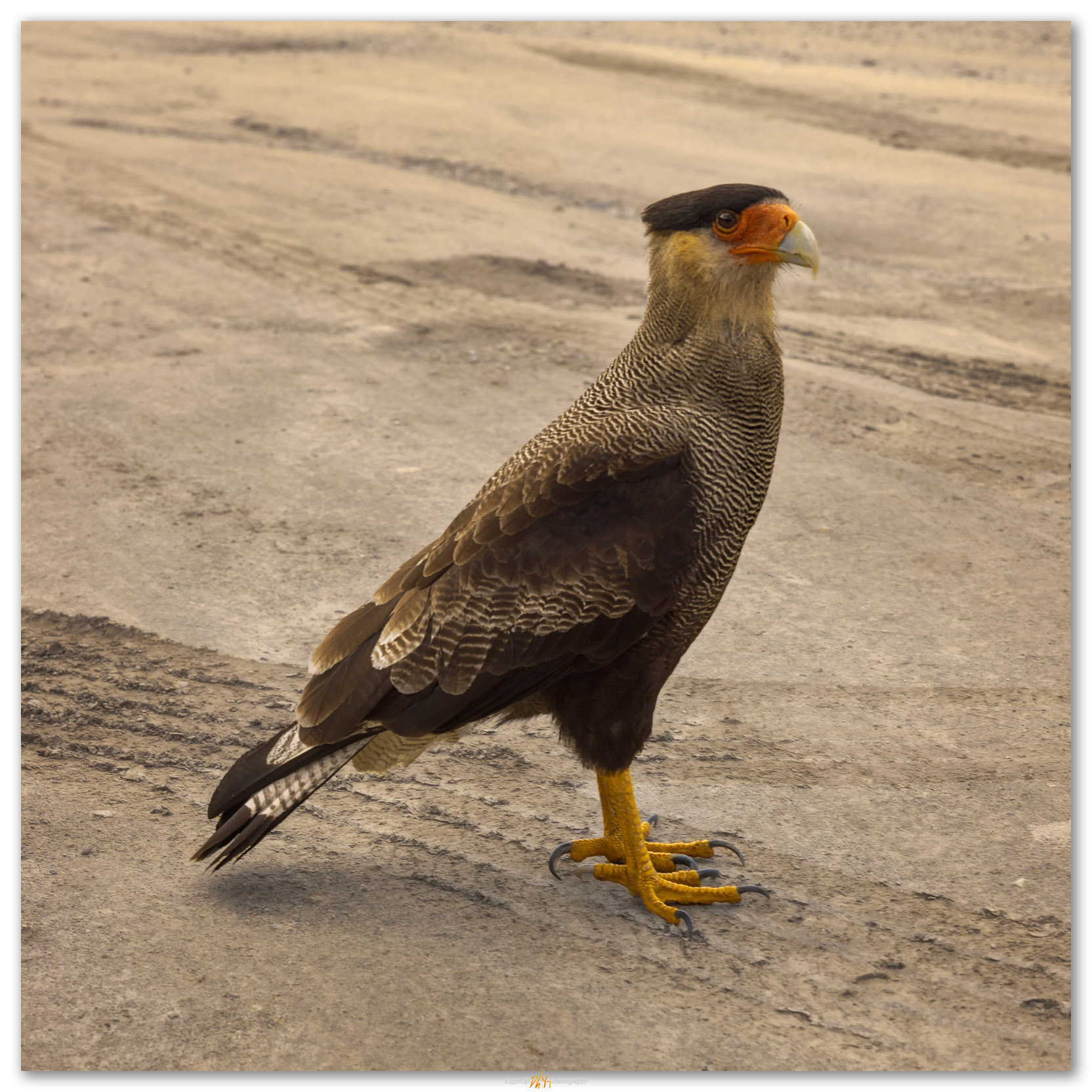 Bus stop. A caracara waits for the microbus with me, Tierra del Fuego National Park, Argentina.