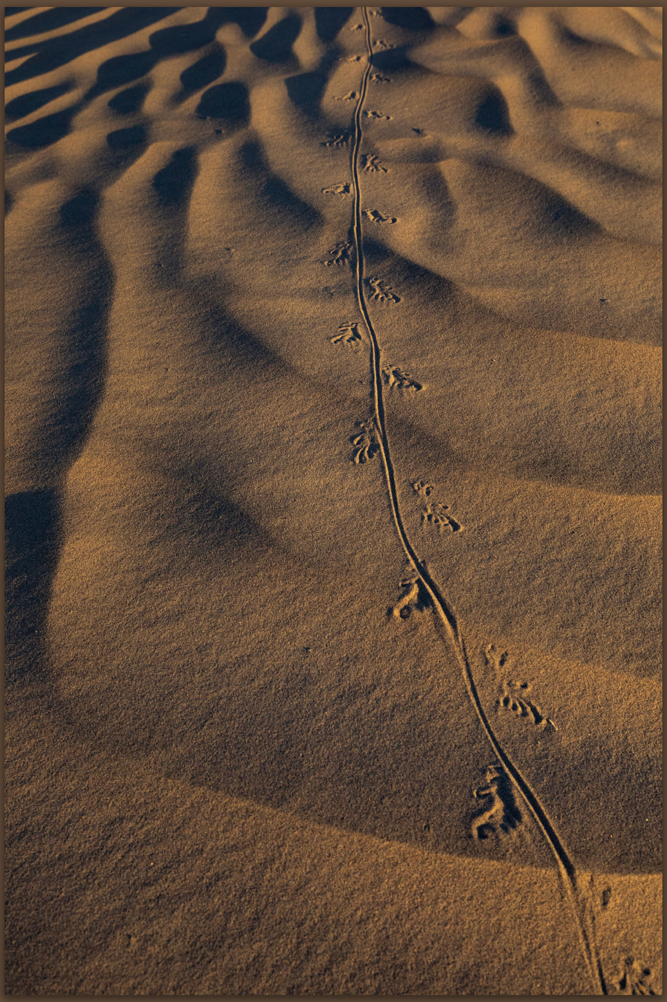 Locals only. Paths of the Mesquite Dunes, Death Valley National Park, CA, USA