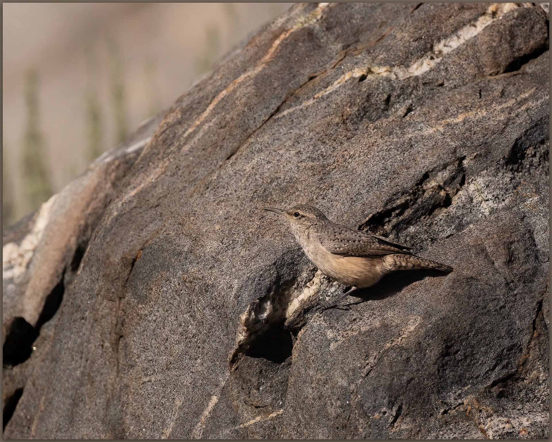 Rock Wren. Wedertz Canyon, Burbank Canyon WSA, Great Basin Desert, NV