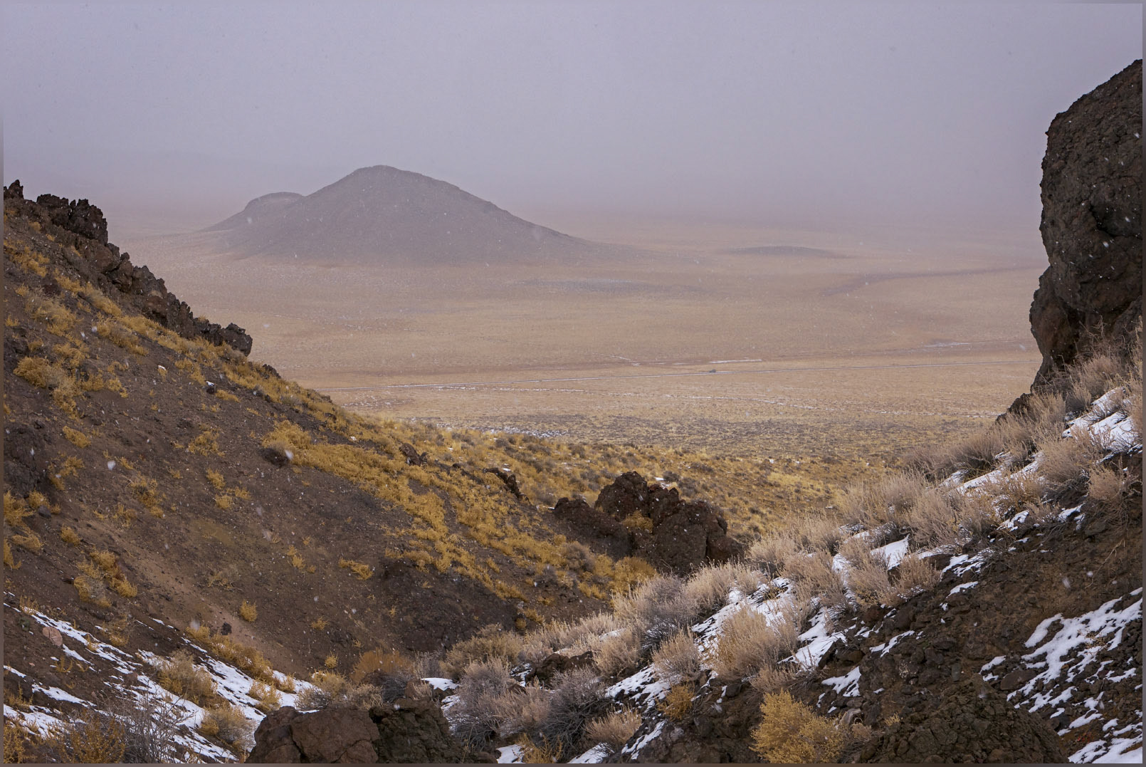Golds of winter. Monitor Hills, Great Basin Desert, NV, USA