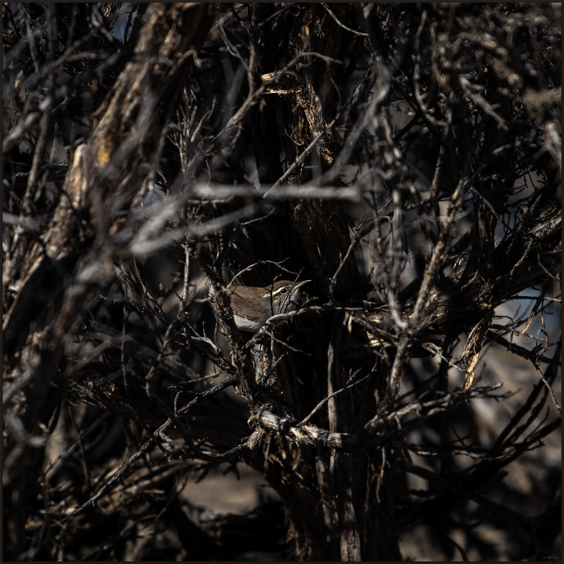 Hiding perch. A Bewick's Wren in Garden Valley, Great Basin Desert, NV, USA