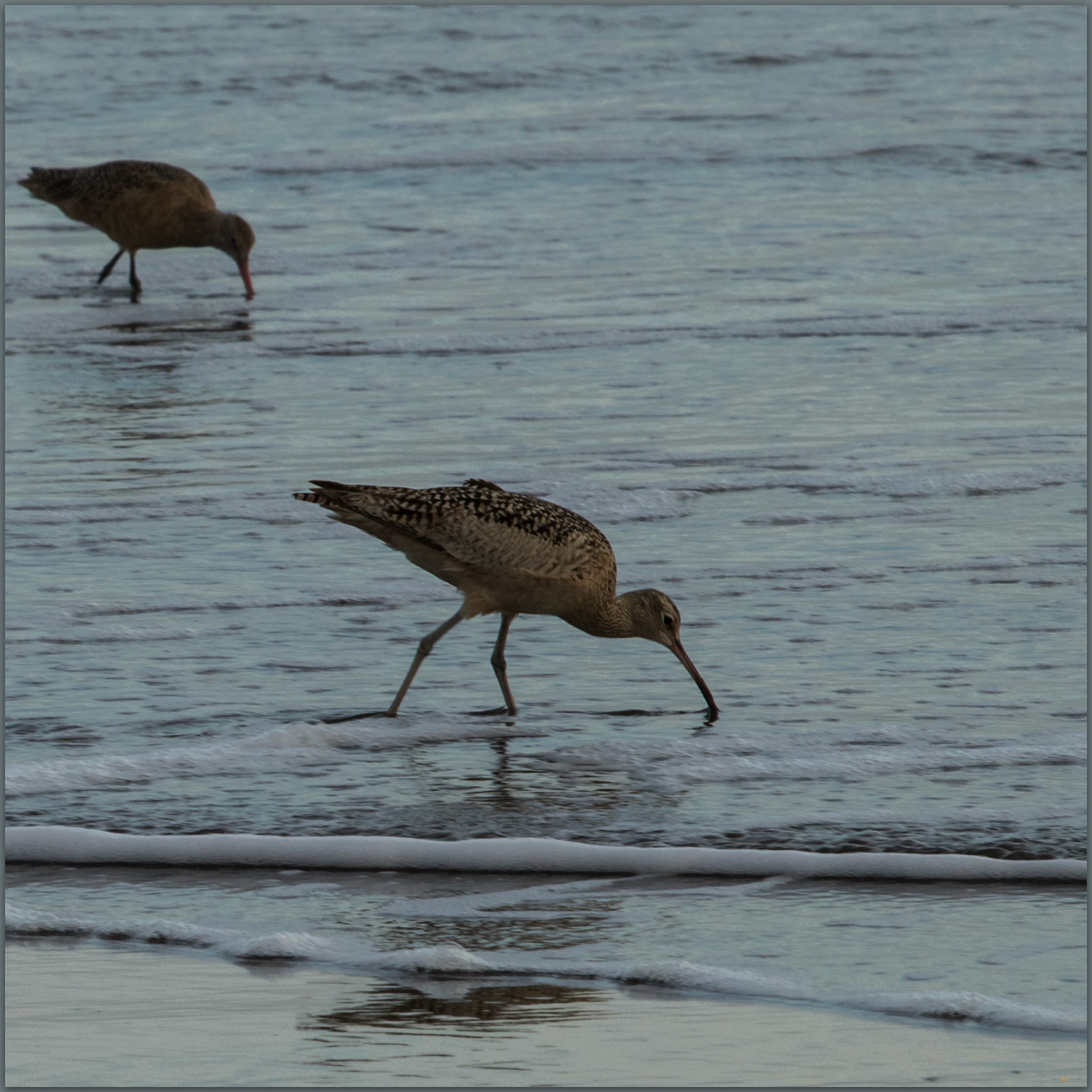 Long-billed Curlew at Stinson Beach, CA, USA